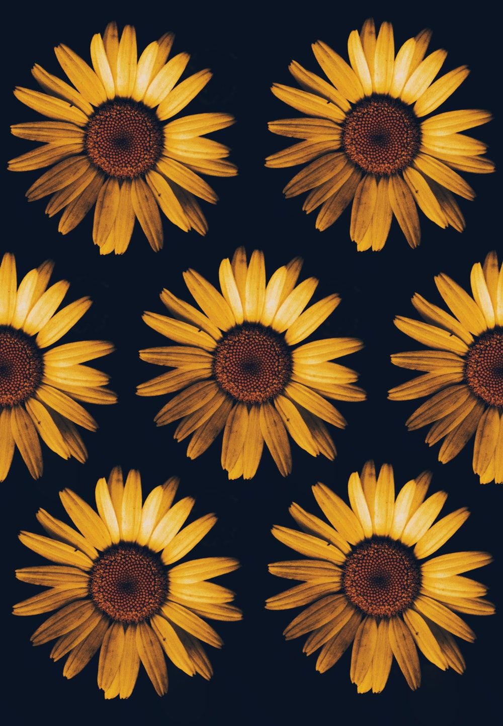 Girasoli su fondo blu scuro, 1000x1443 Full HD Verticale, Smartphone