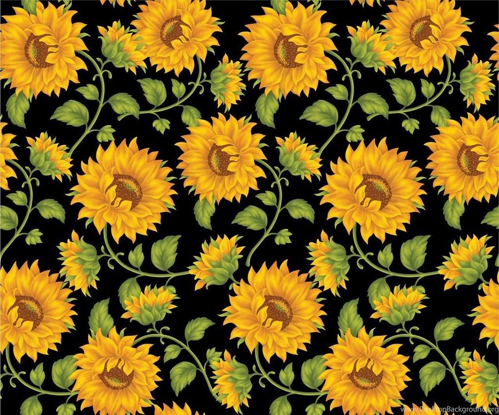 Girasoli su sfondo nero, 1024x852 HD, Desktop