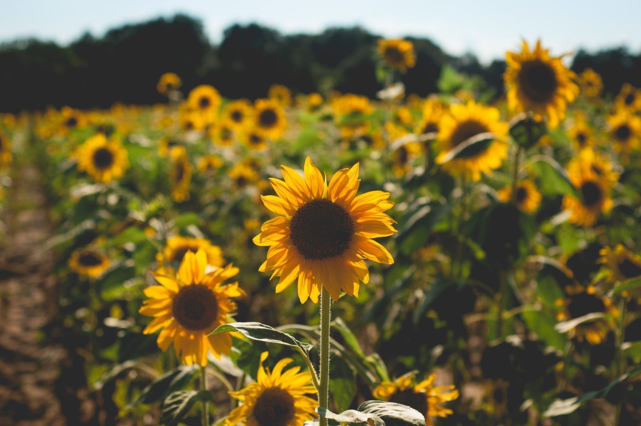 Campo di girasoli, 2048x1360 alta risoluzione, iMac