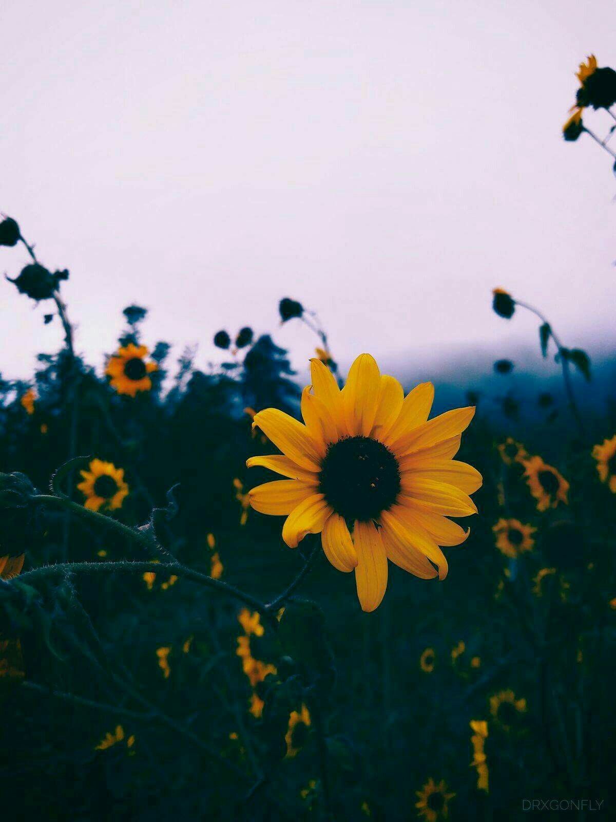 Girasole in campo al crepuscolo, 1200x1600 Verticale, Android