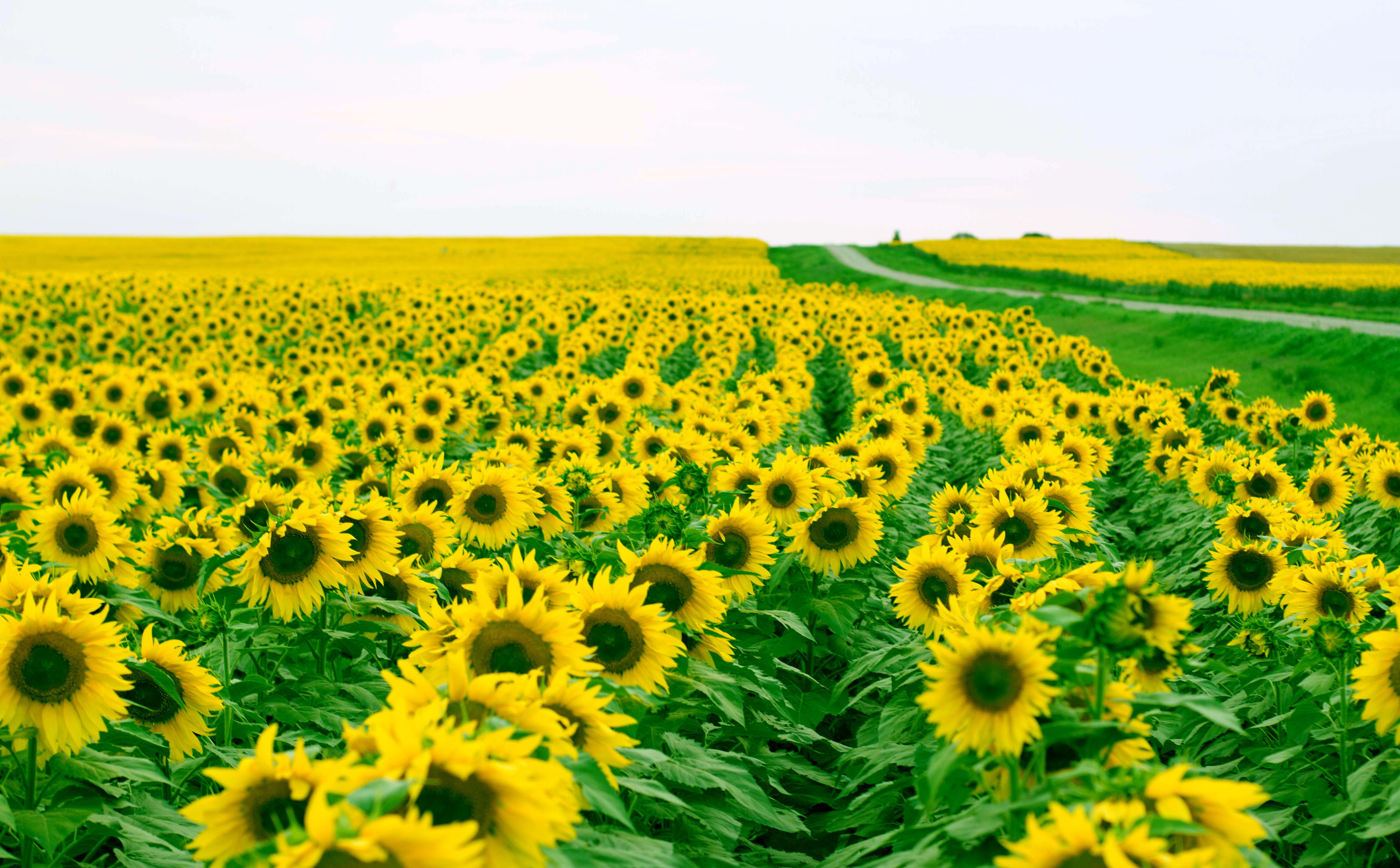 Campo di girasoli, 5184x3216 4K Ultra HD, Monitor 4K