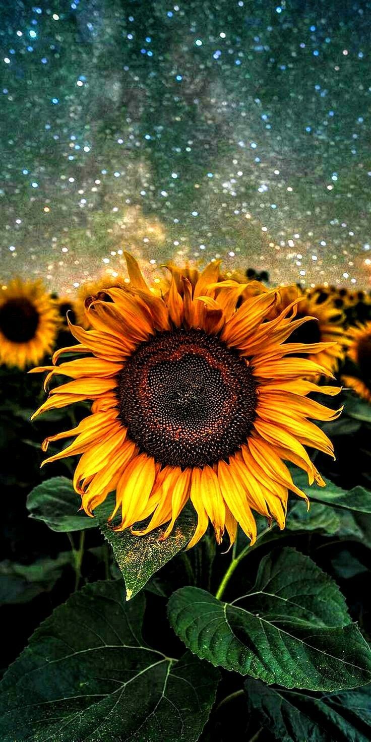 Girasole sotto cielo stellato, 736x1472 Full HD Verticale, iPhone
