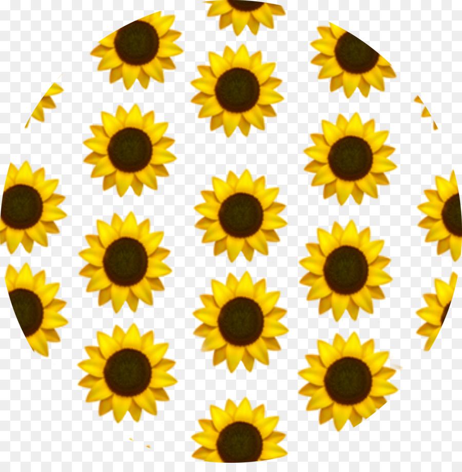 Pattern girasoli gialli cerchio, 900x920 Full HD Verticale, Samsung Galaxy