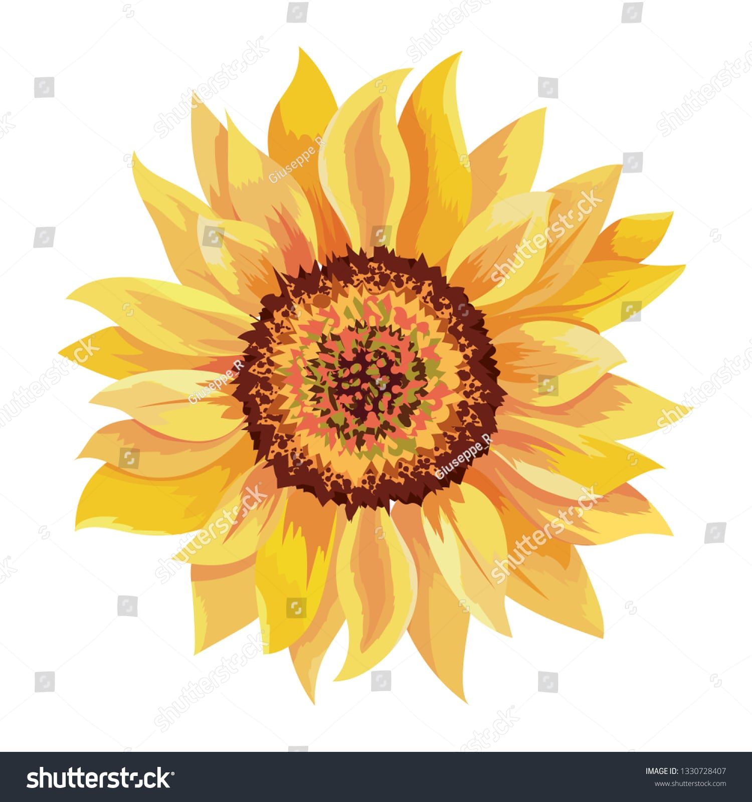 Girasole illustrato sfondo bianco, 1500x1600 Verticale, Mobile