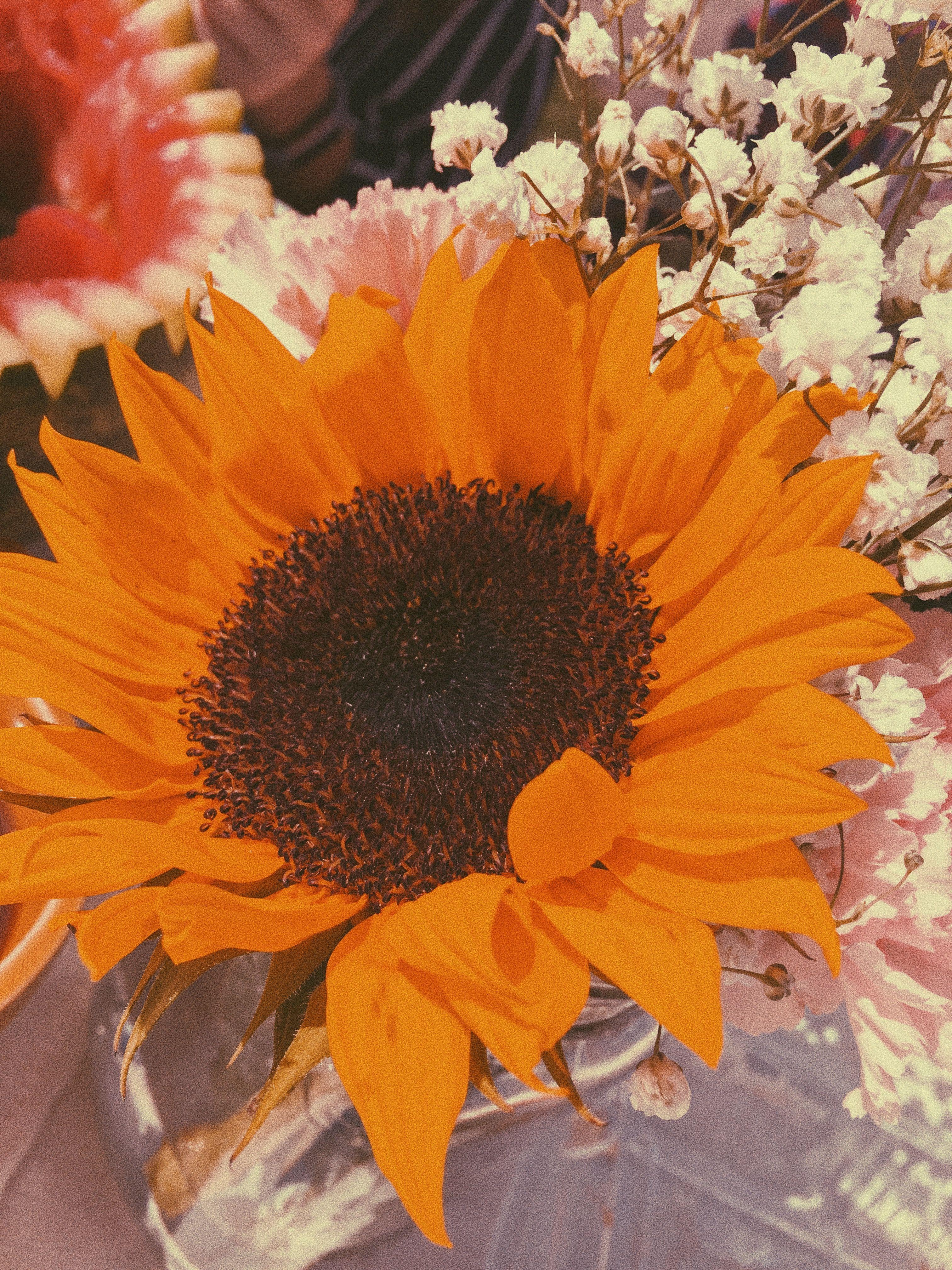 Girasole arancione con fiori bianchi, 3024x4032 Verticale, OnePlus