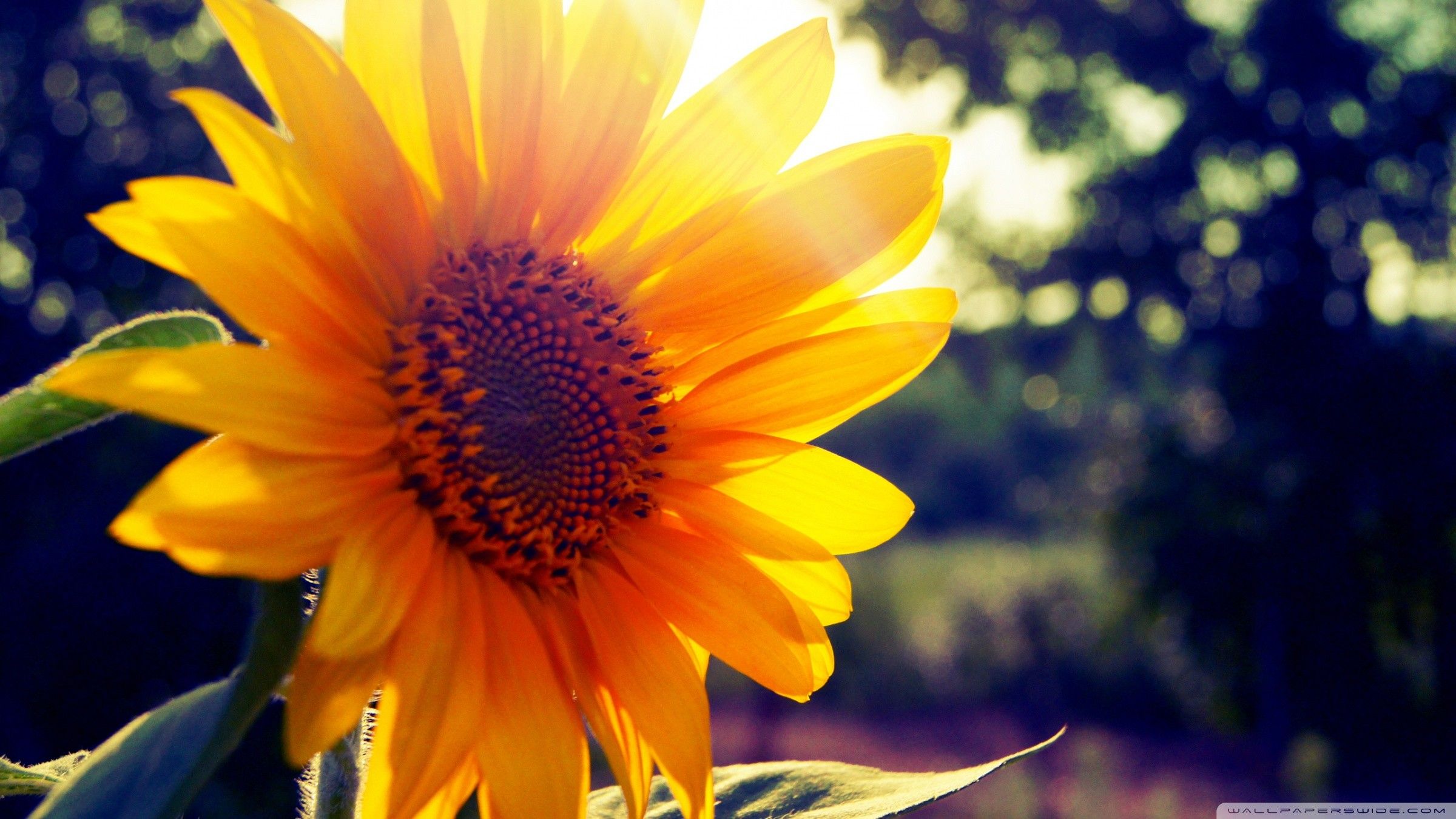 Girasole con luce solare, 2400x1350 alta risoluzione, Desktop