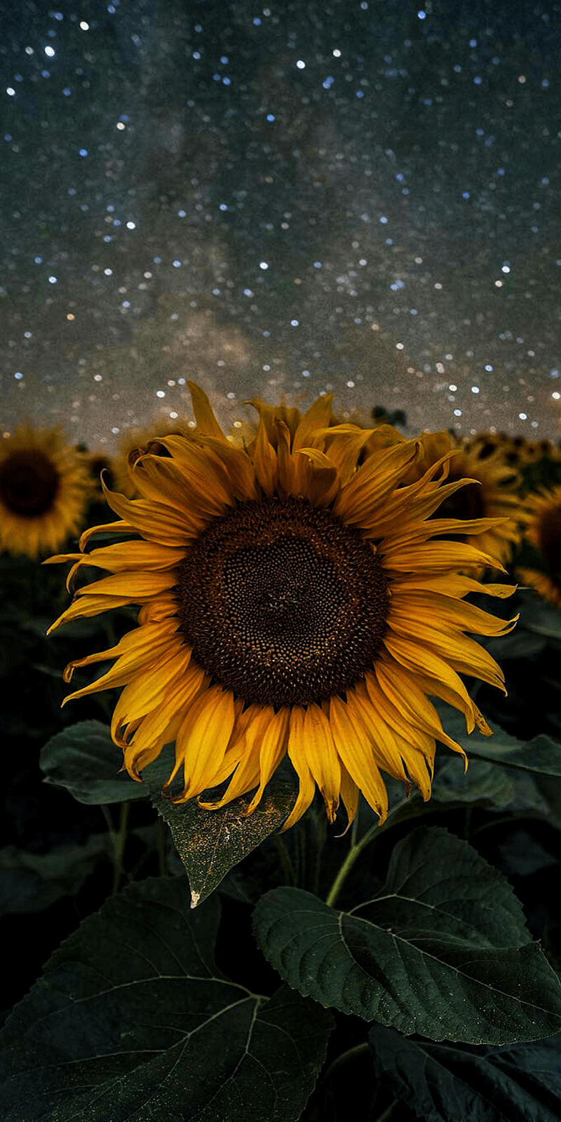 Girasole campo notte stellata, 800x1600 Verticale, Mobile