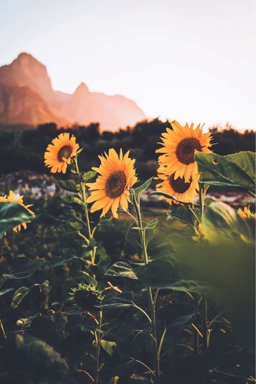 Girasoli campo montagne tramonto, 890x1334 Full HD Verticale, iPhone