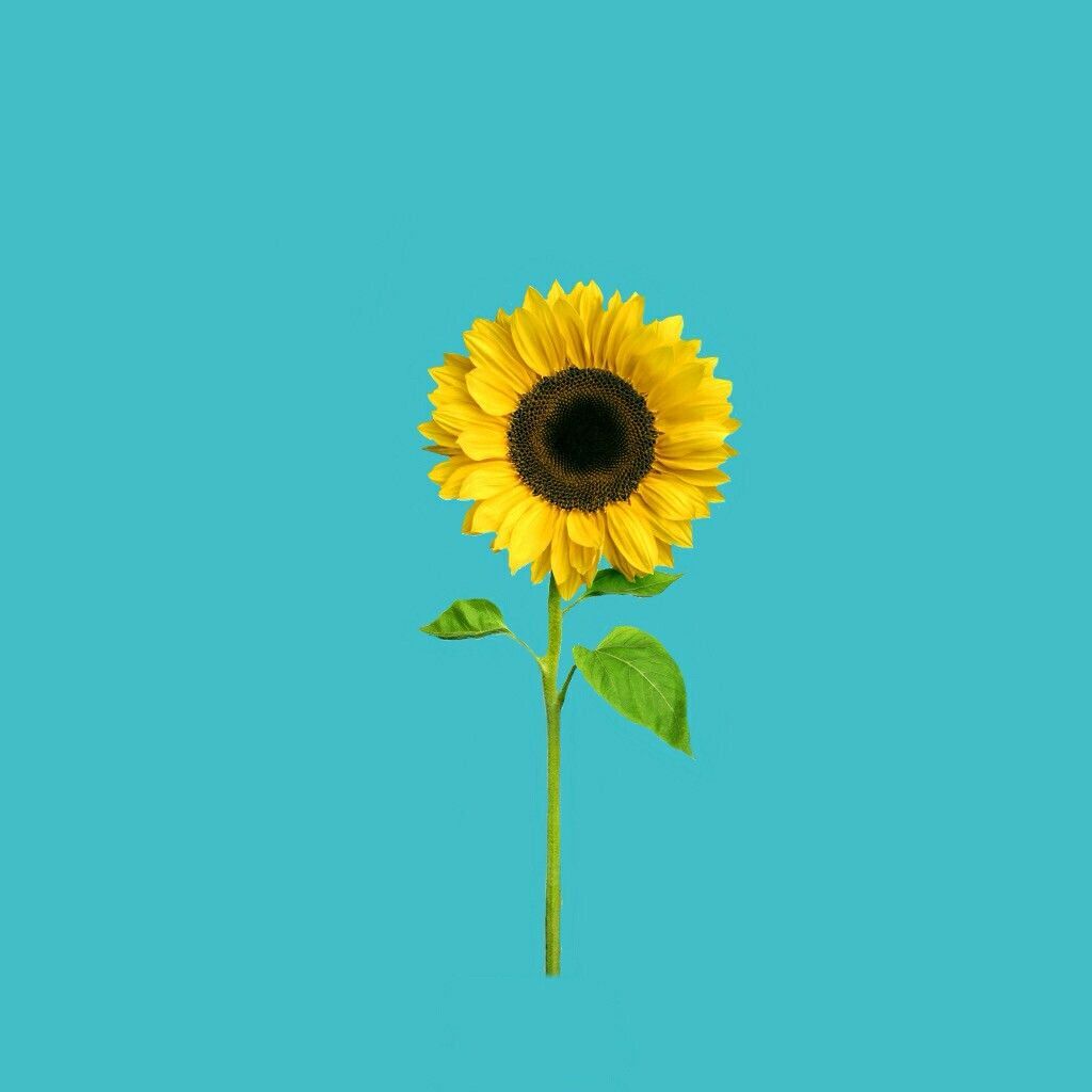Girasole giallo su sfondo turchese, 1024x1024 HD, Laptop