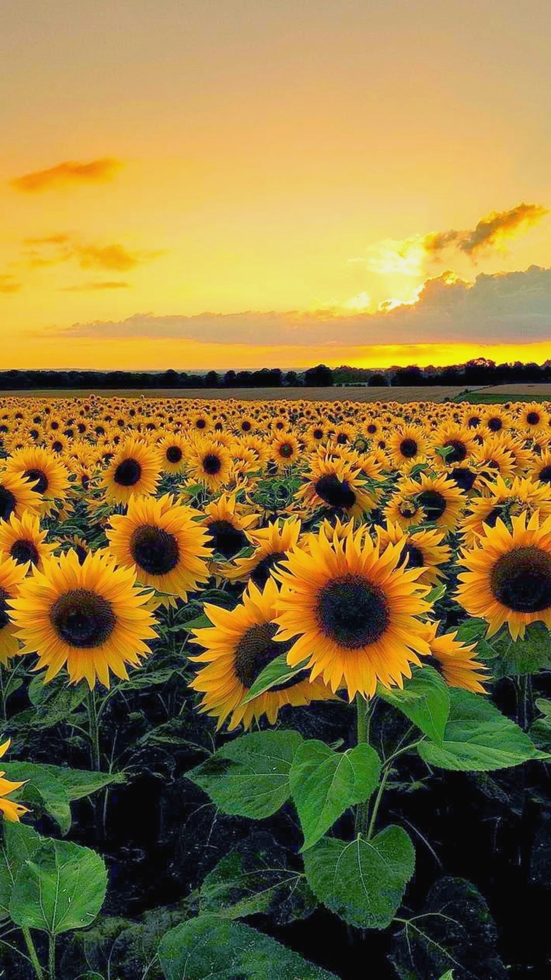 Campo di girasoli al tramonto, 1080x1920 Verticale, Telefono
