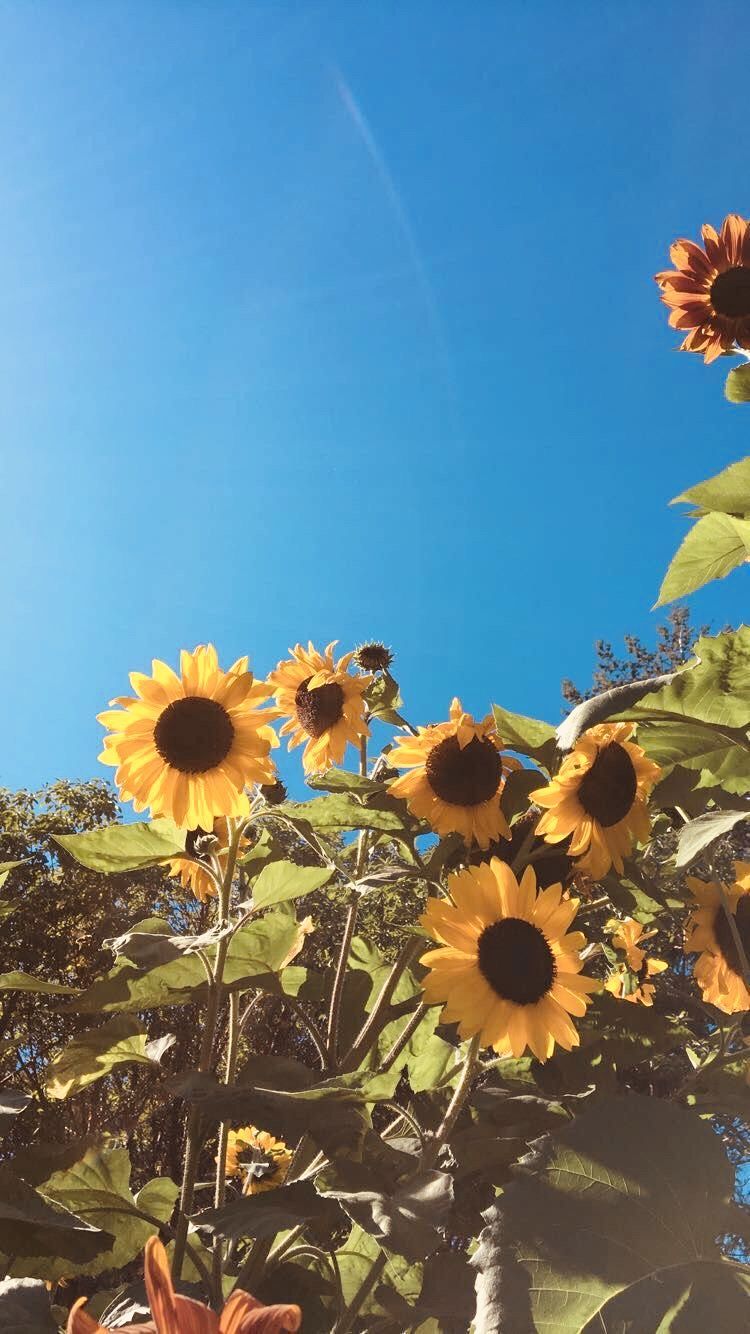 Girasoli sotto cielo blu, 750x1334 Verticale, Telefono