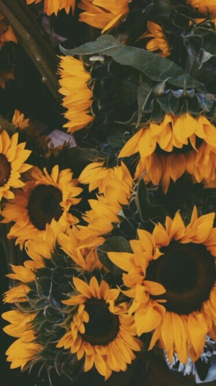 Girasoli gialli aesthetic, 719x1280 Full HD Verticale, iPhone