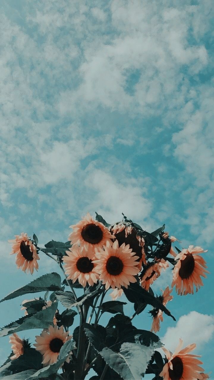Girasoli cielo azzurro nuvole, 720x1280 Full HD Verticale, Realme