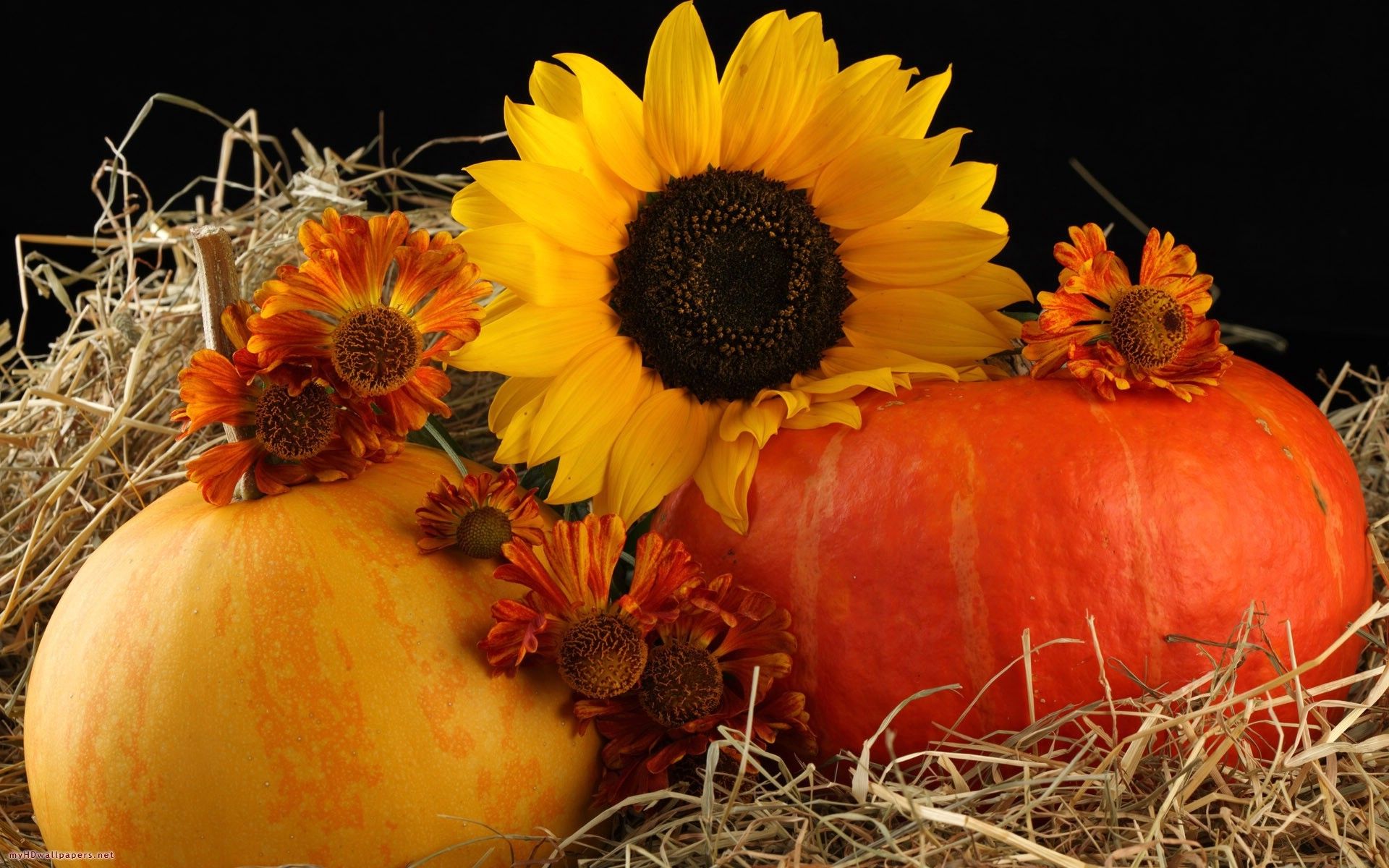 Girasole, zucche e paglia autunnali, 1920x1200 Full HD+ WUXGA, iMac