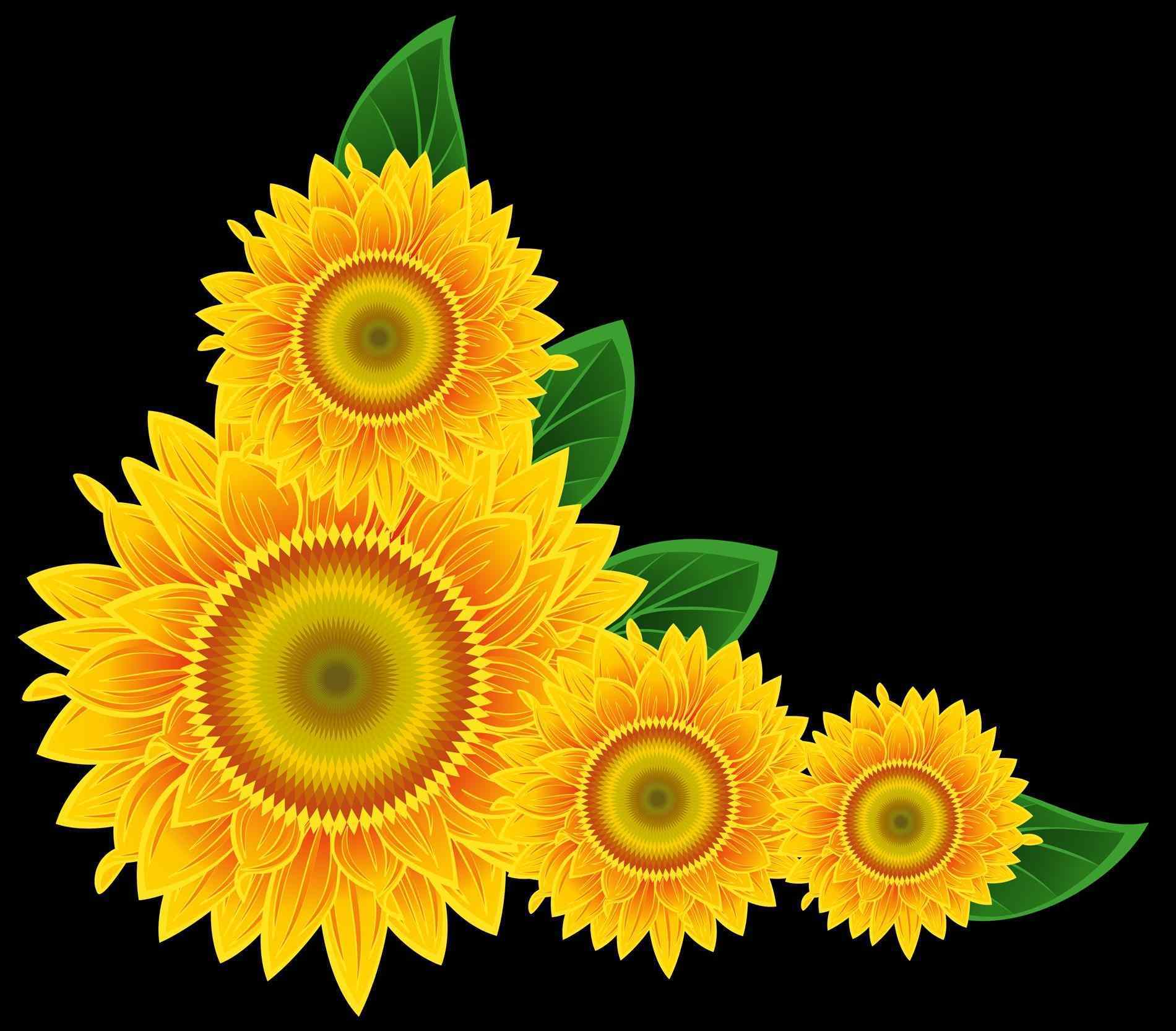 Girasoli clipart sfondo nero, 1900x1665 HD, PC Desktop
