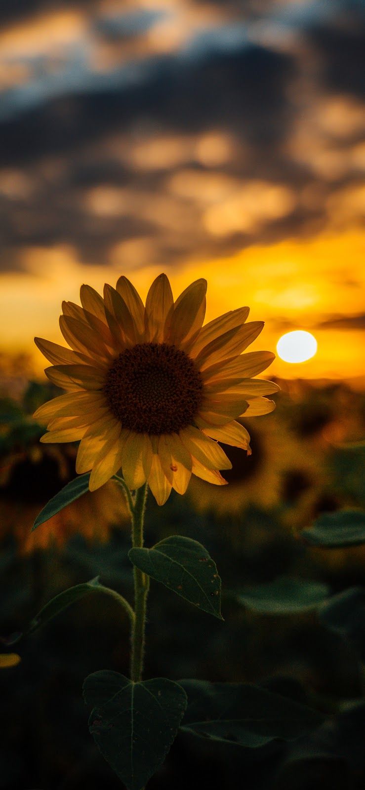 Girasole al tramonto, 739x1600 Full HD Verticale, iPhone