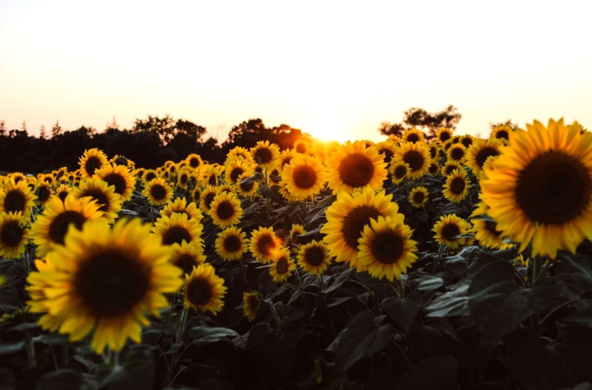Campo di girasoli al tramonto, 1177x776 HD, Desktop