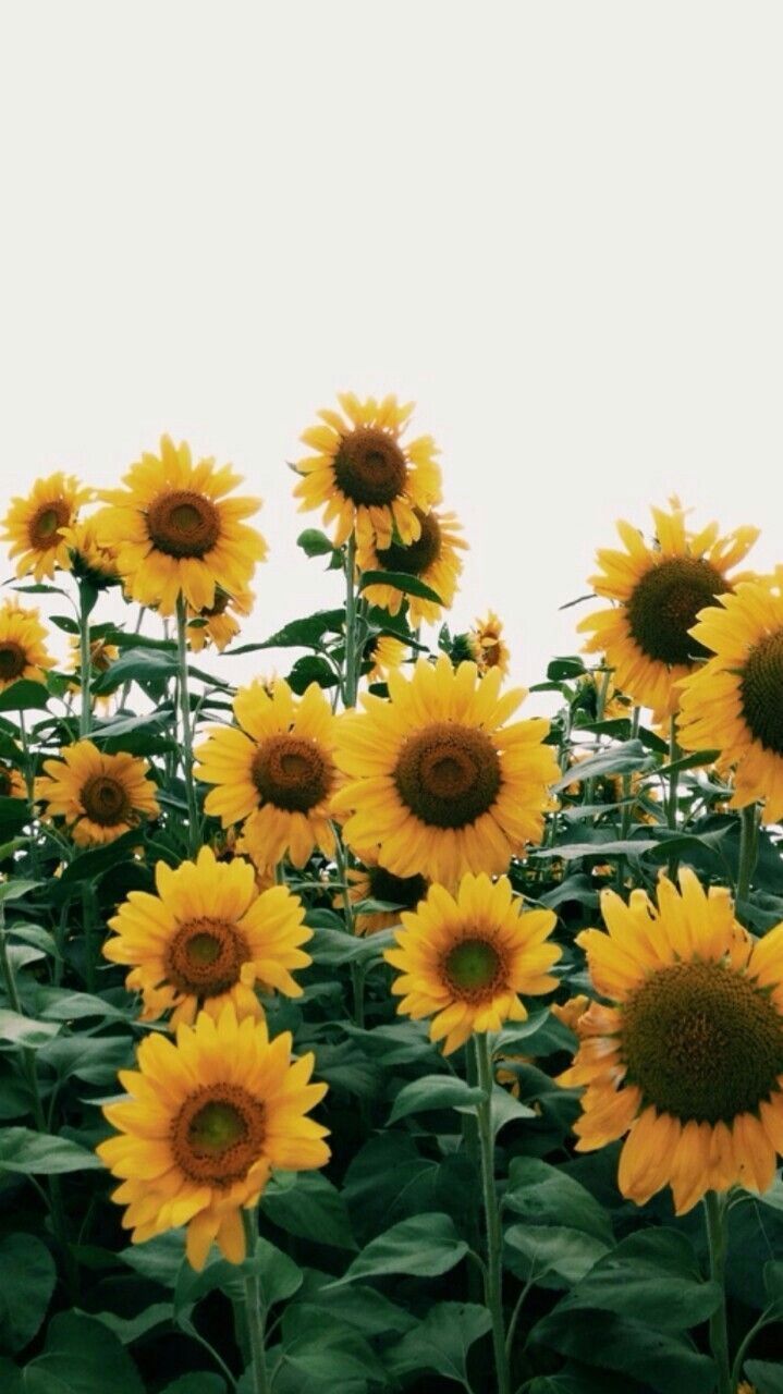 Campo di girasoli gialli, 719x1280 Full HD Verticale, Smartphone