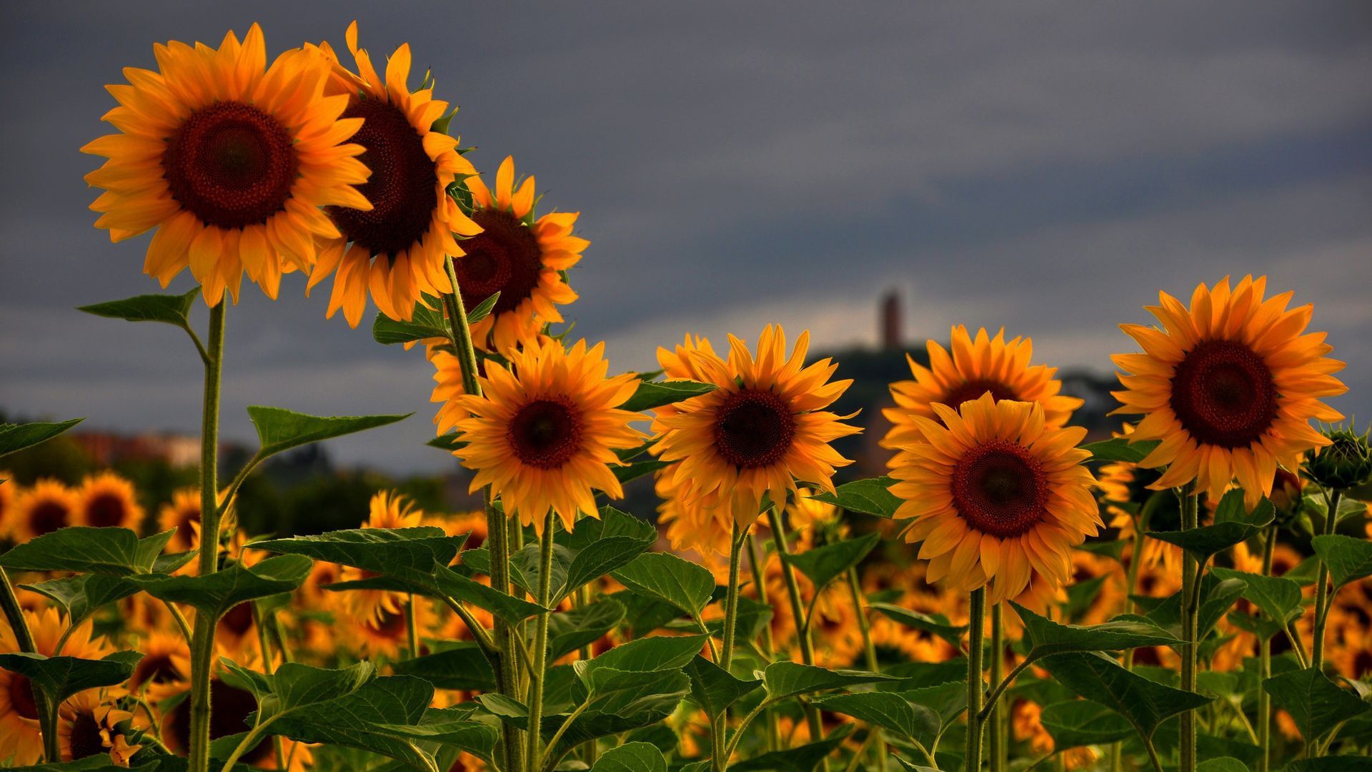 Campo di girasoli, 1920x1080 1080p, PC