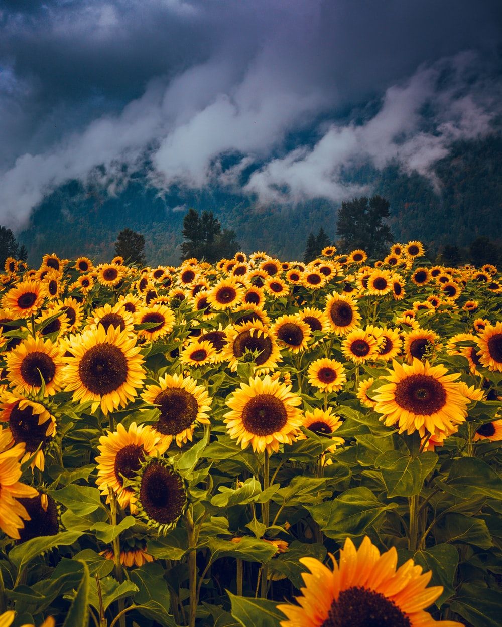Campo di girasoli, 1000x1250 Full HD Verticale, iPhone