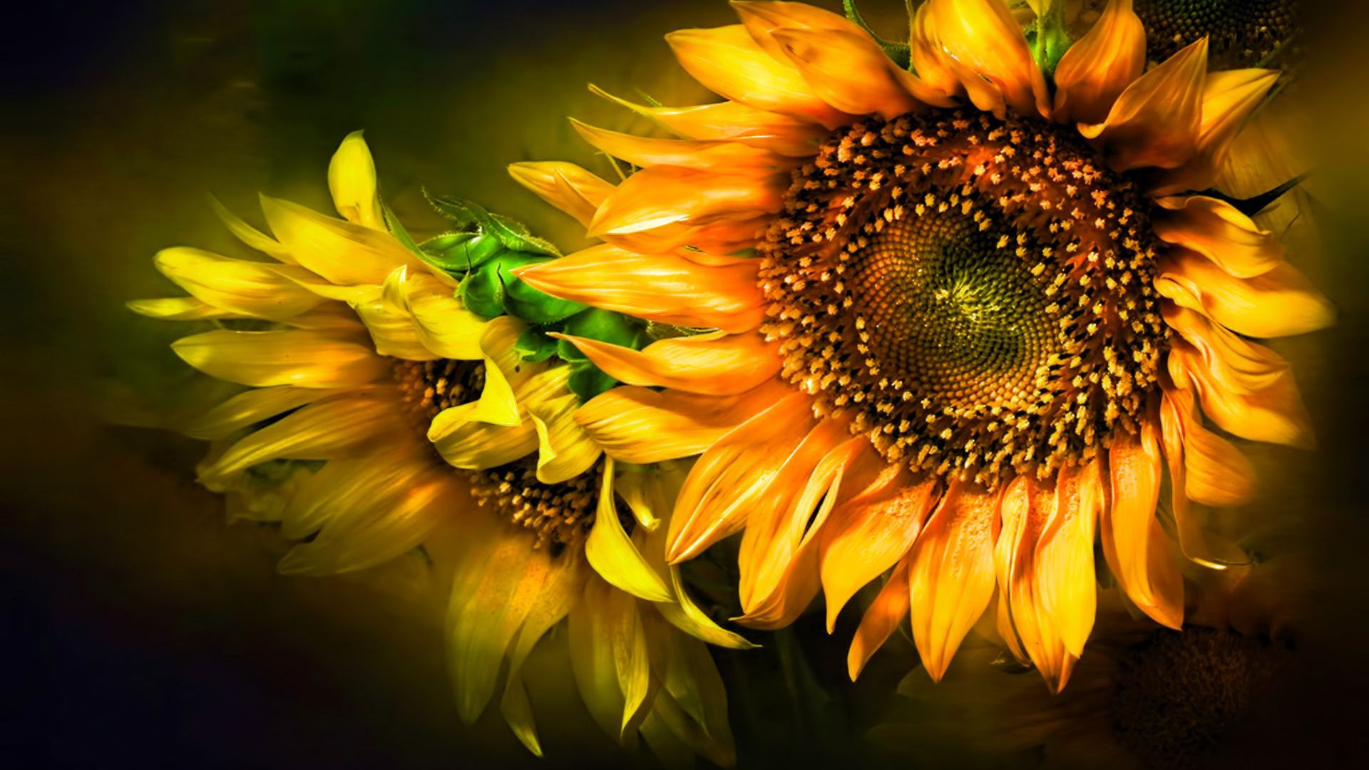 Girasoli gialli dipinti, 1920x1080 1080p, Desktop