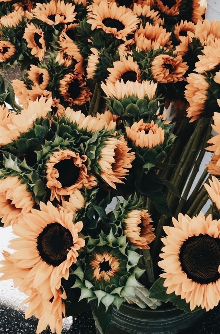 Girasoli arancioni autunnali, 736x1116 Verticale, Telefono