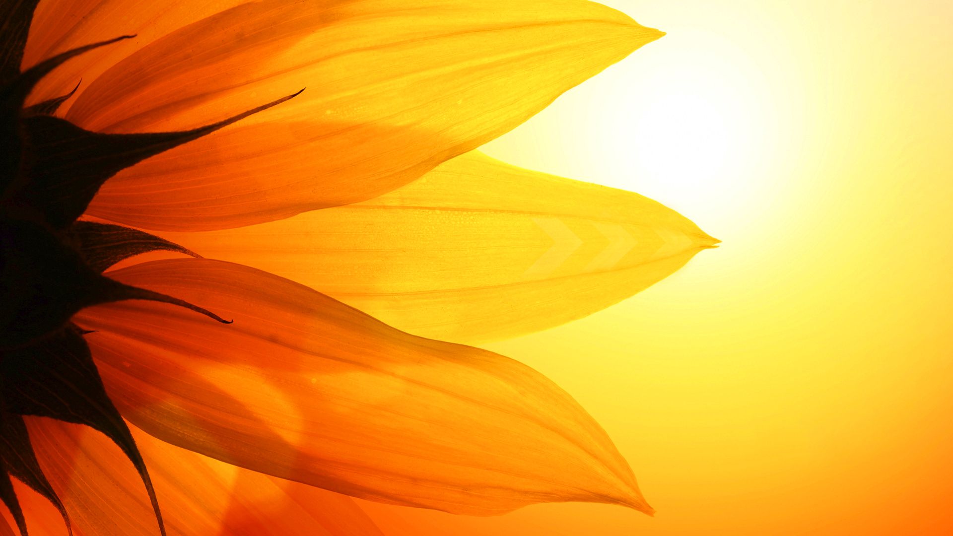 Girasole controluce tramonto, 1920x1080 Full HD 1080p, Desktop