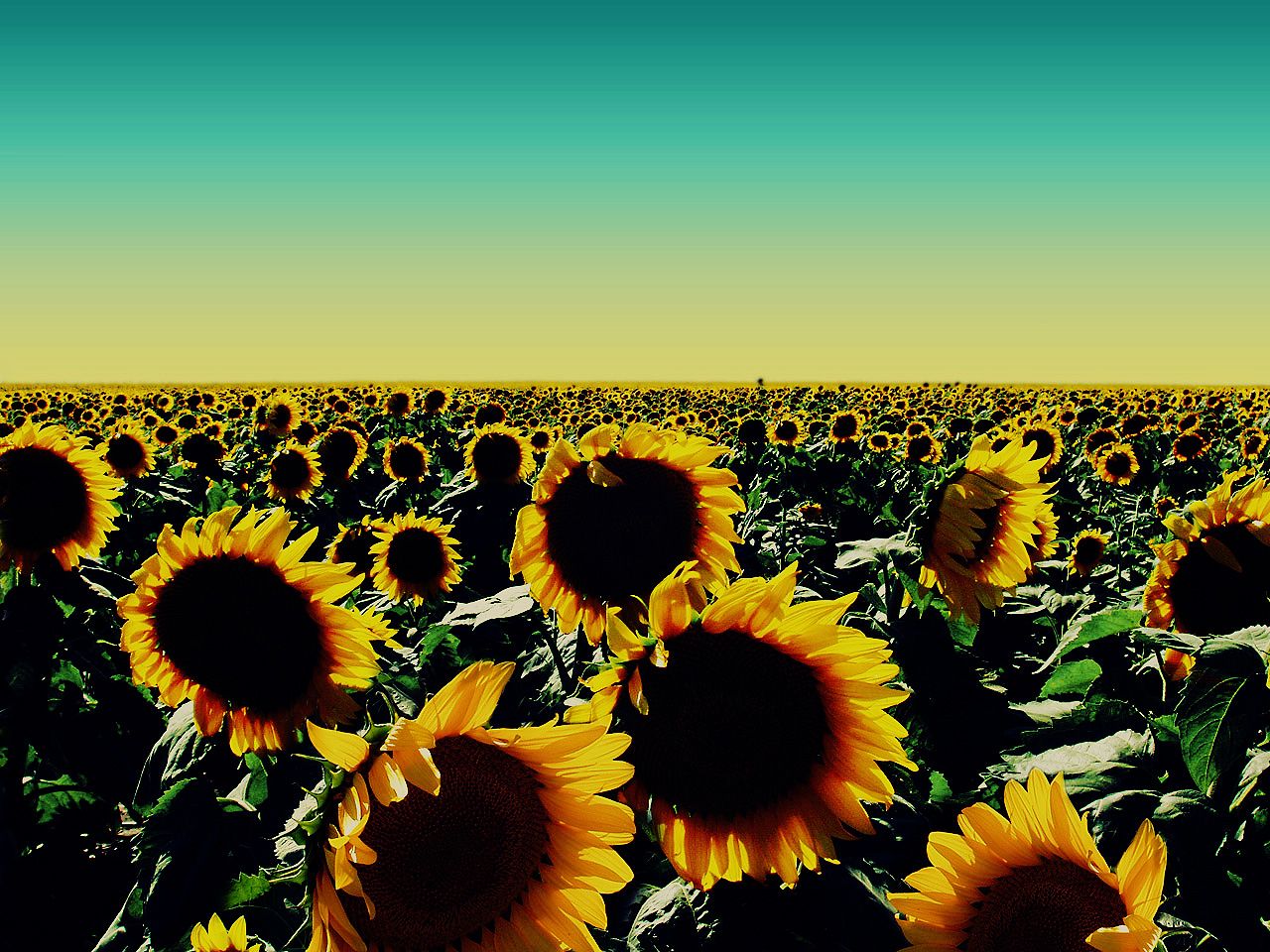 Campo di girasoli gialli, 1280x960 720p, PC