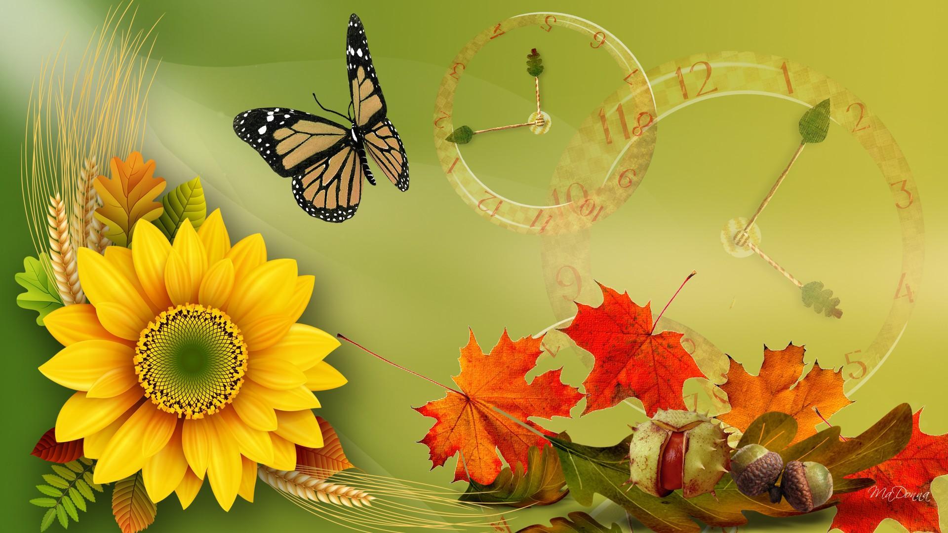 Girasole farfalla foglie autunnali, 1920x1080 Full HD 1080p, Desktop