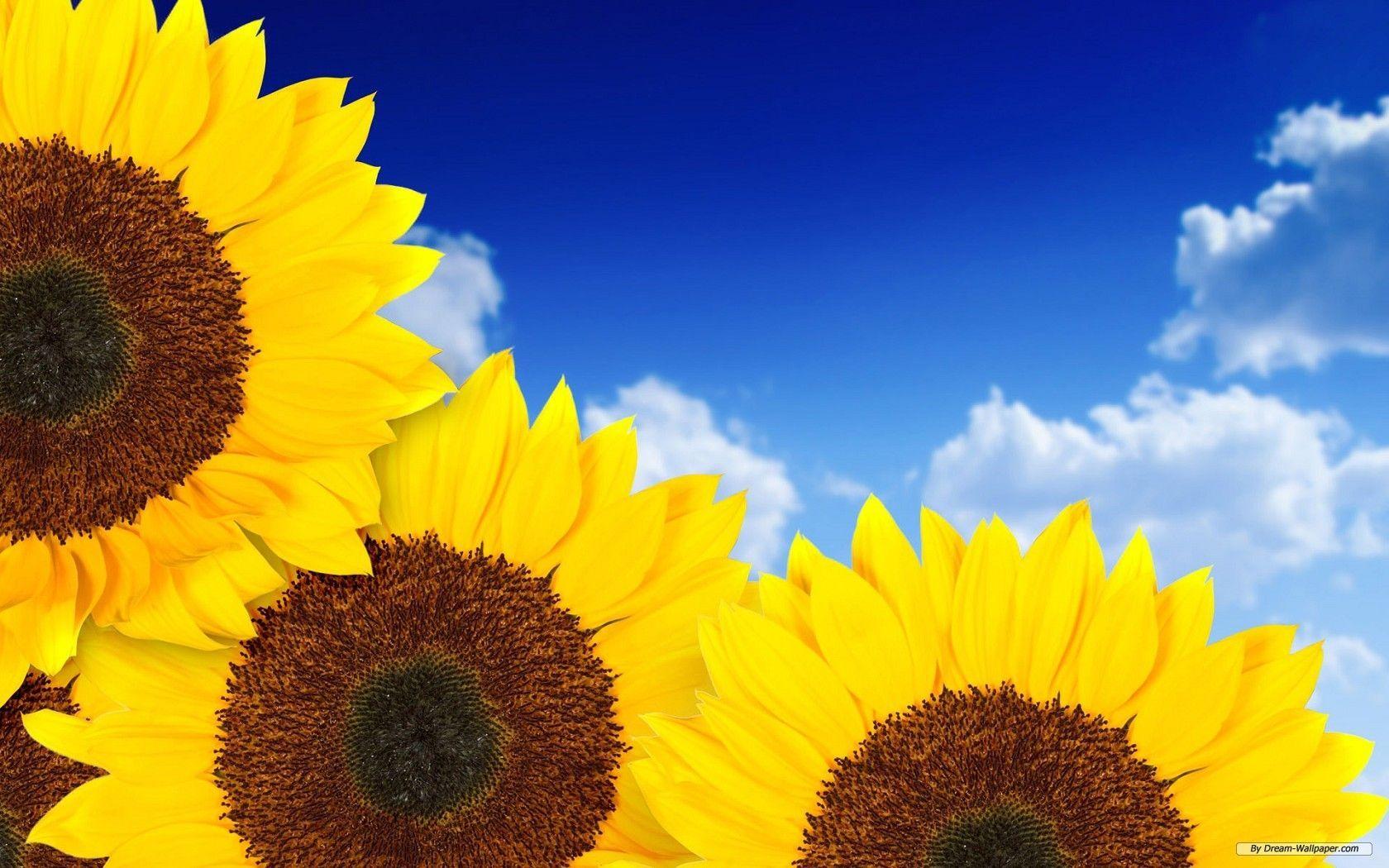 Girasoli gialli cielo blu, 1680x1050 900p, Laptop