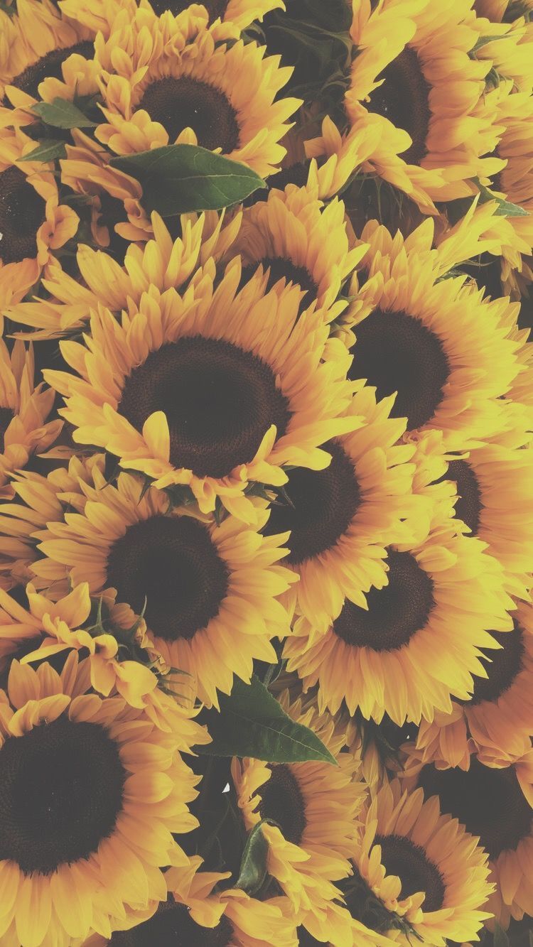 Girasoli gialli ravvicinati, 750x1333 Verticale, Telefono