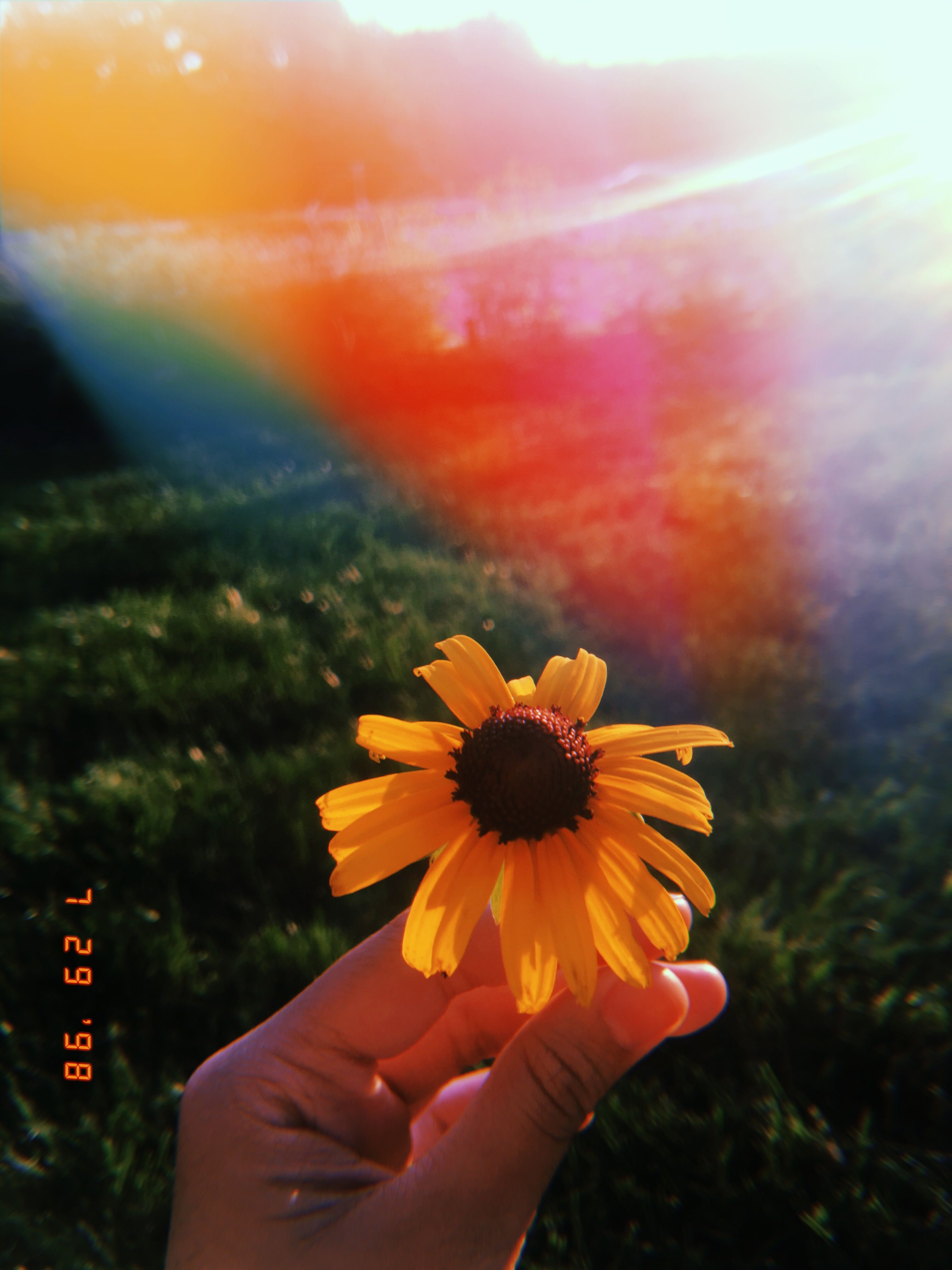 Mano regge girasole controluce, 3024x4032 Full HD Verticale, iPhone