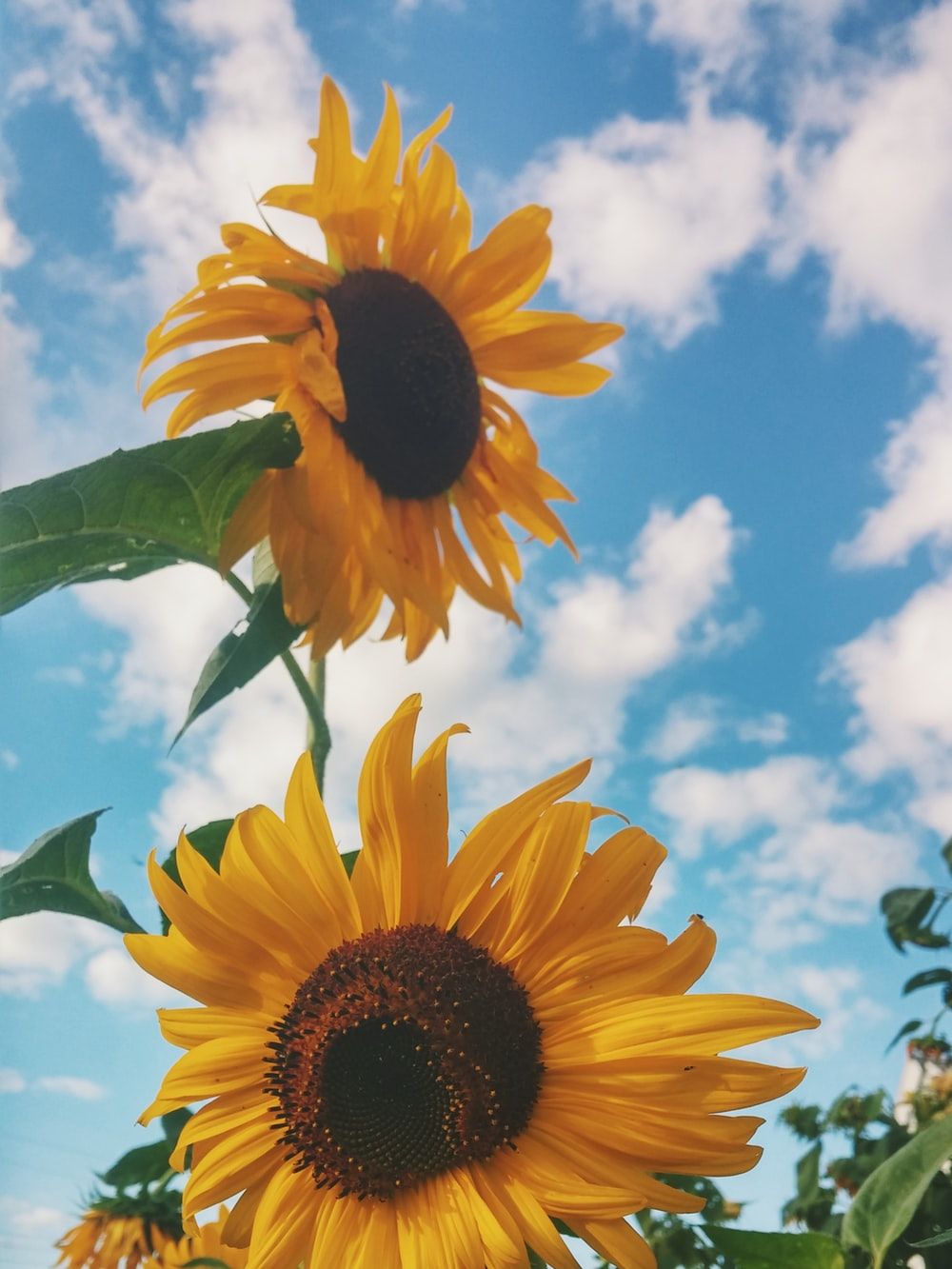 Girasoli gialli con cielo azzurro, 1000x1333 Full HD Verticale, Smartphone