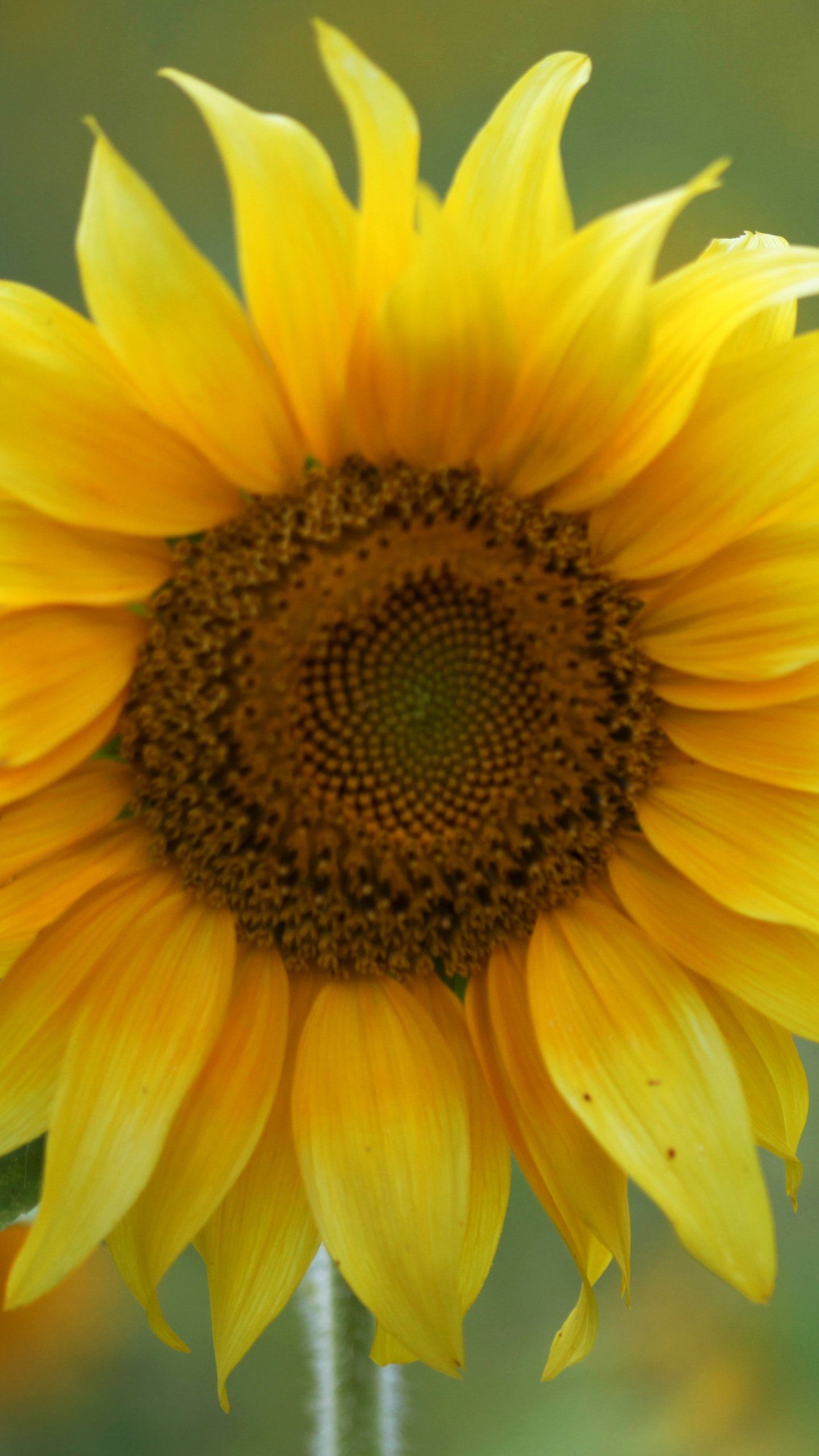 Girasole giallo primo piano, 1440x2560 Full HD Verticale, Smartphone
