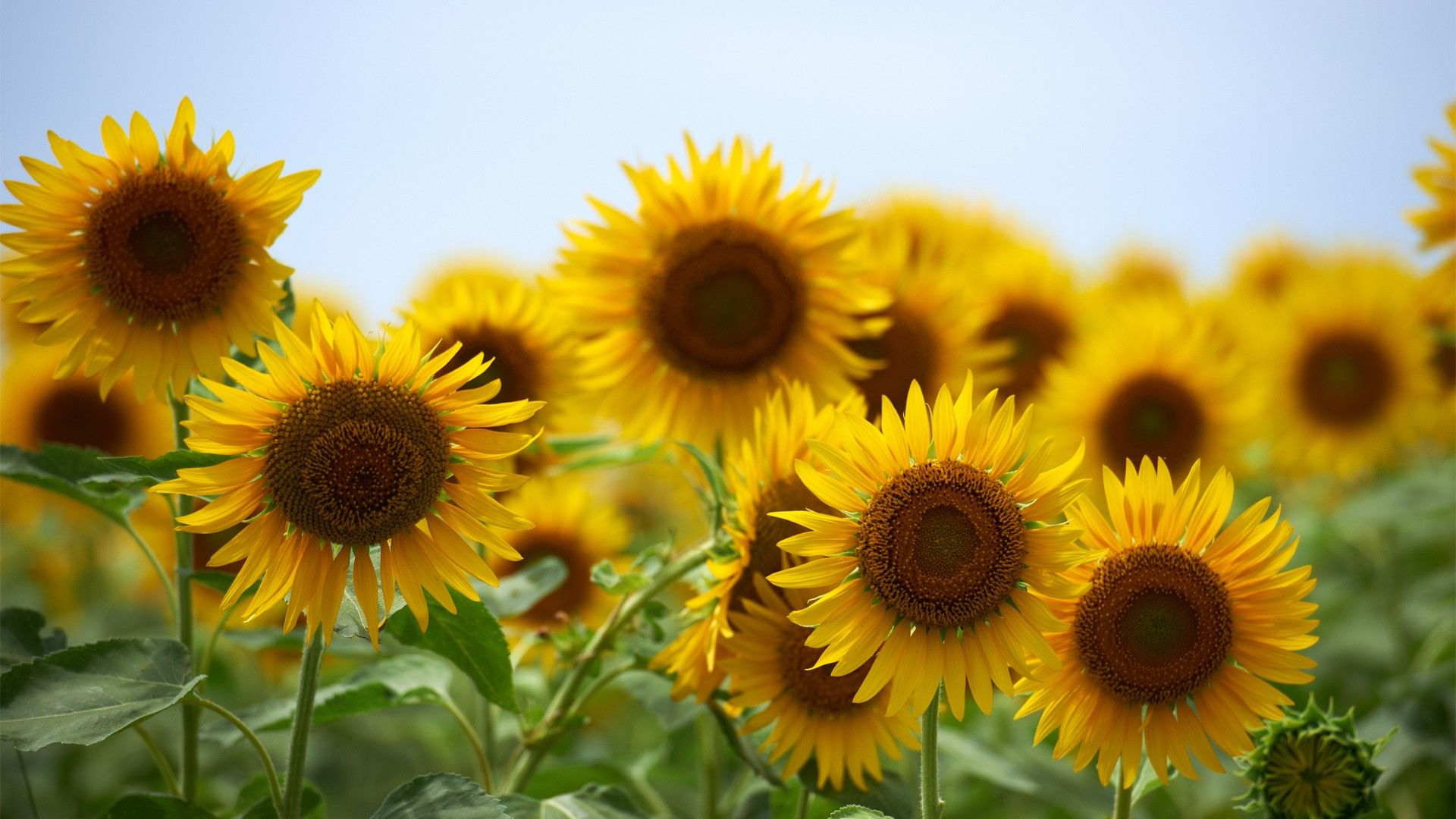 campo di girasoli, 1920x1080 1080p, Desktop