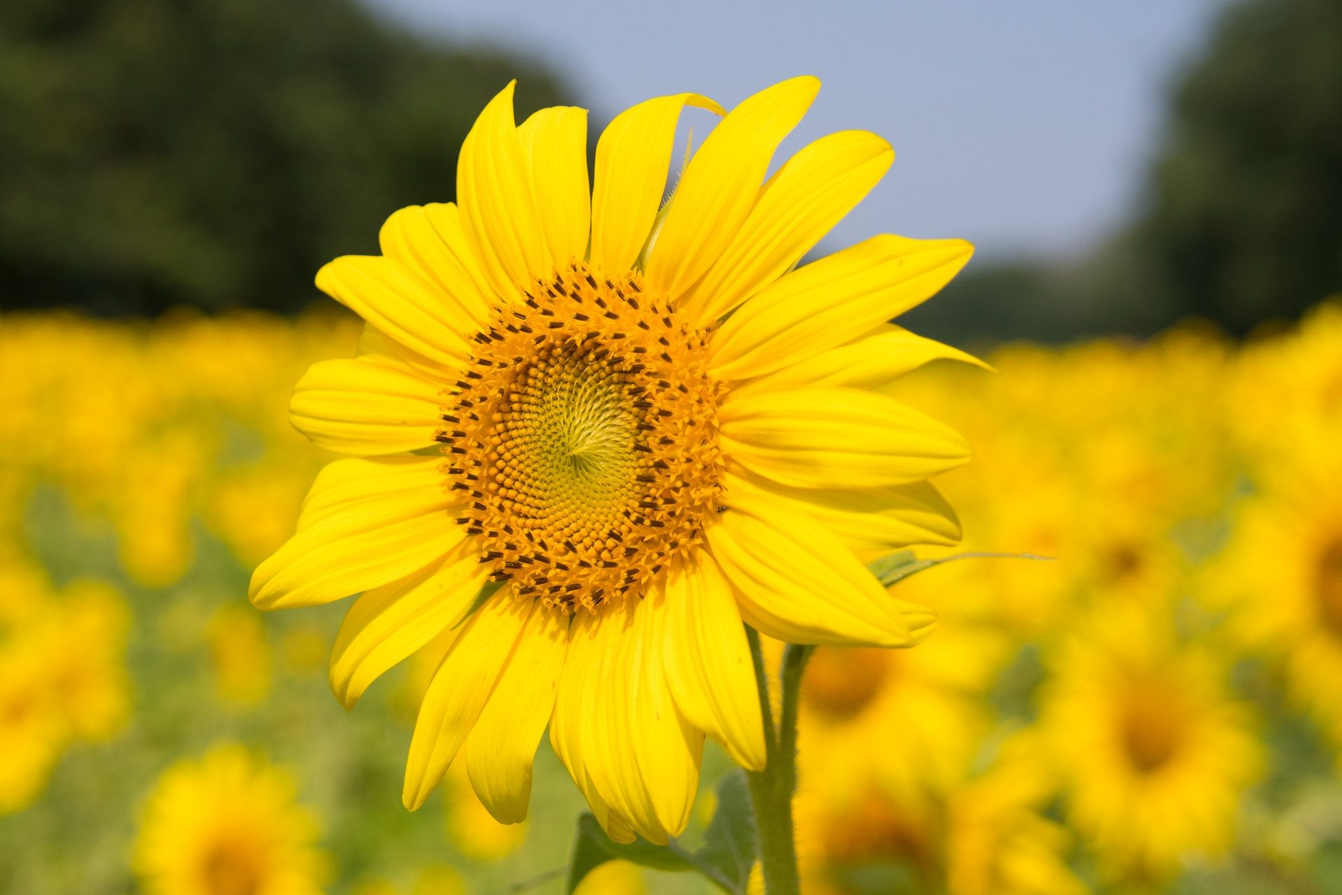 Girasole giallo in campo, 1920x1280 Full HD+ WUXGA, Laptop