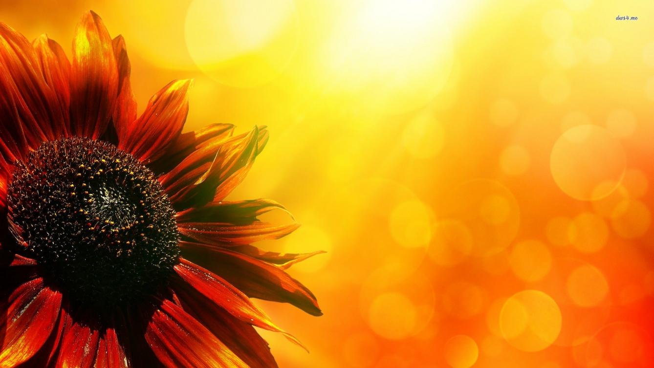 Girasole rosso controluce dorato, 1338x753 HD, Desktop