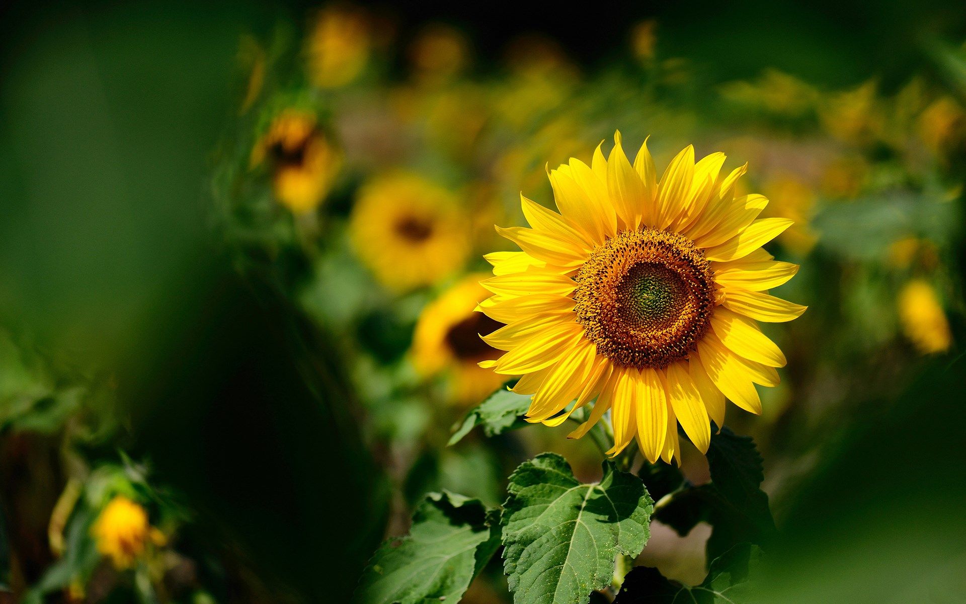 Girasole giallo in campo, 1920x1200 WUXGA, iMac