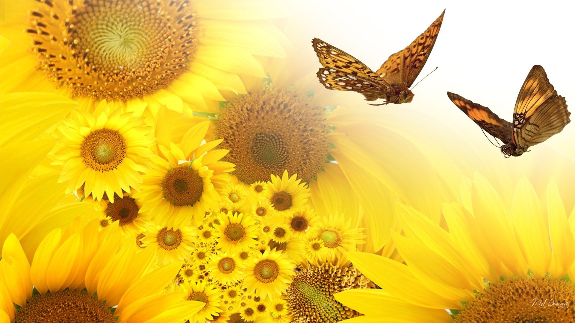 Girasoli gialli con farfalle, 1920x1080 Full HD 1080p, Desktop