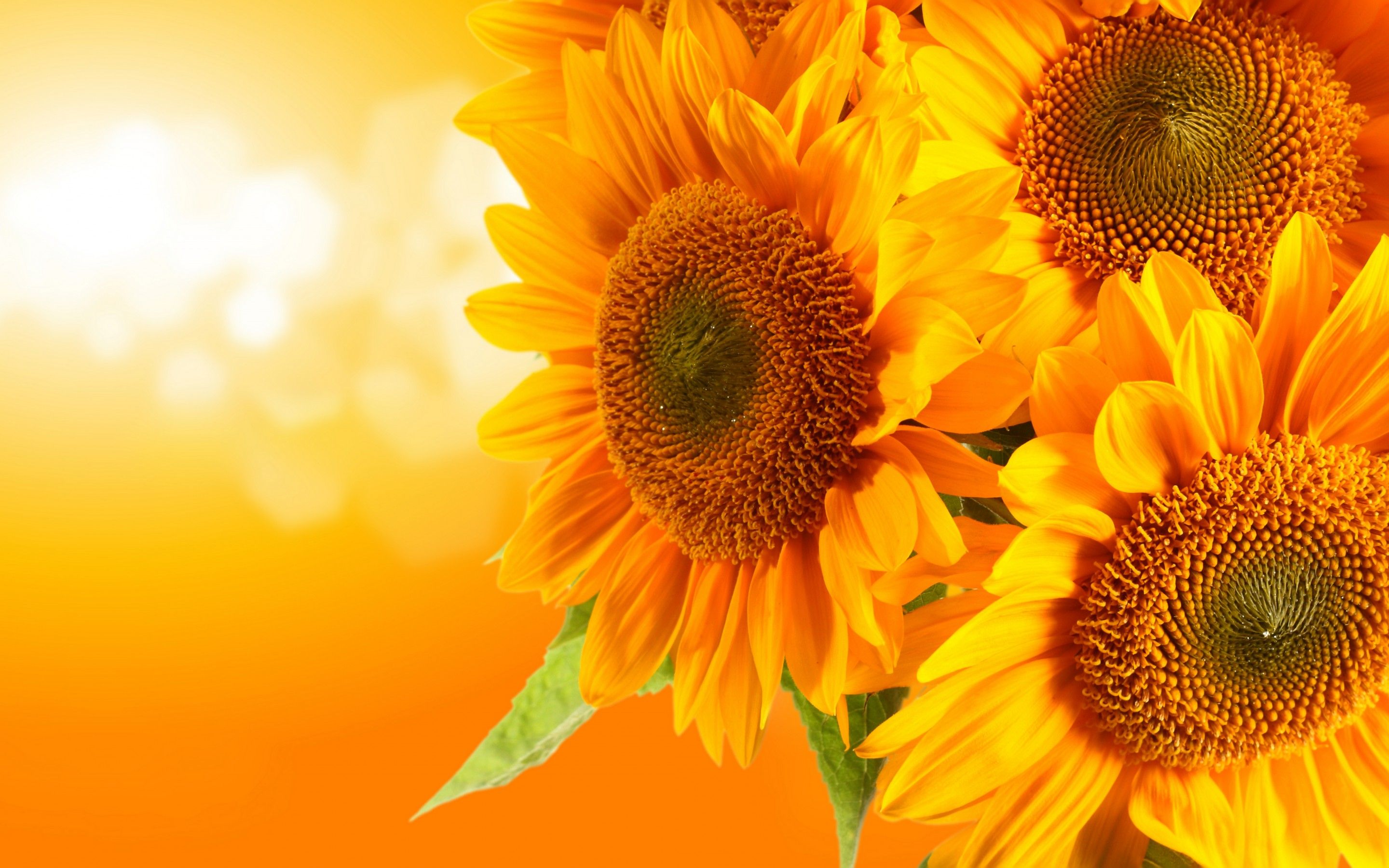Girasoli gialli su sfondo arancio, 2880x1800 WQXGA, Desktop