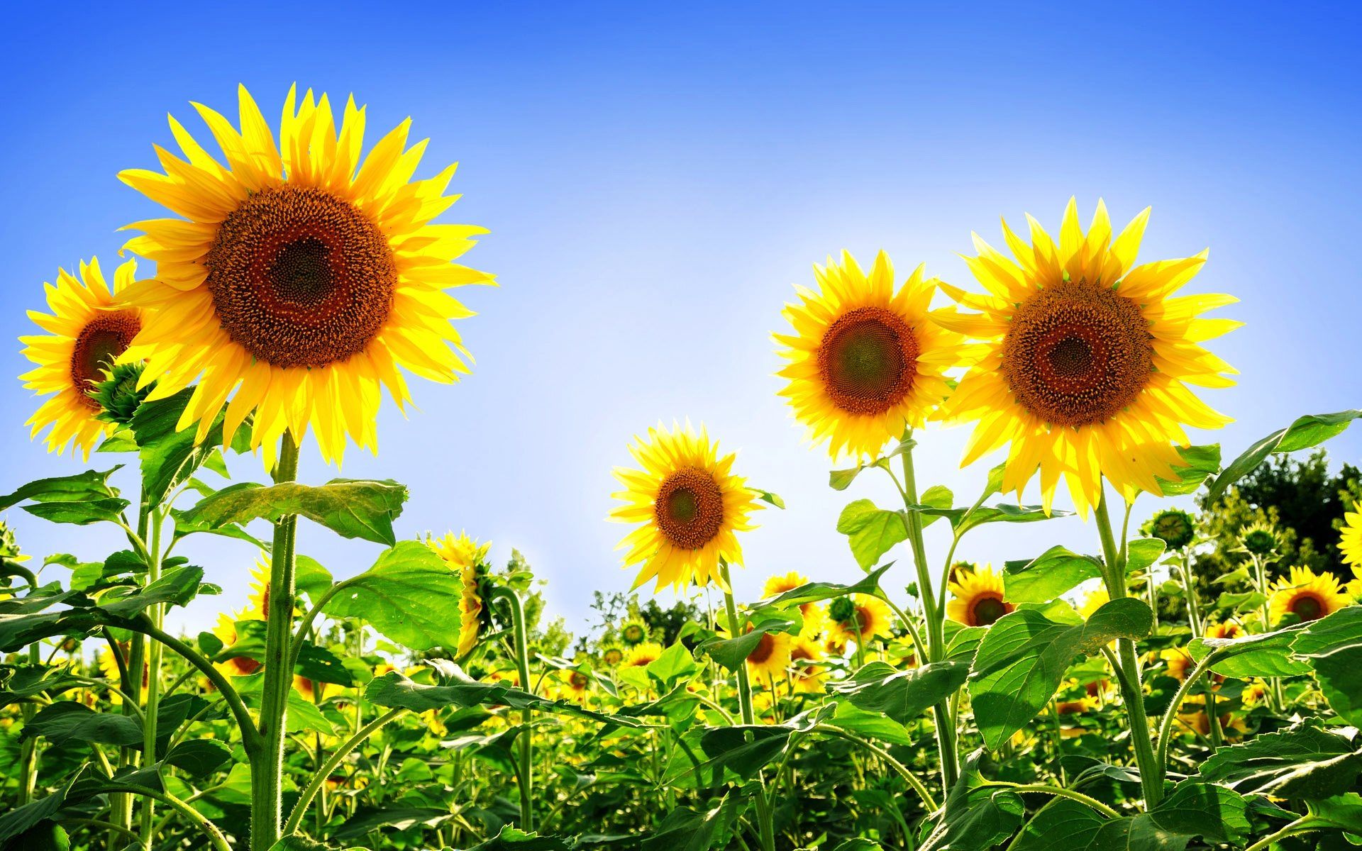 Campo di girasoli gialli, 1920x1200 Full HD+, PC