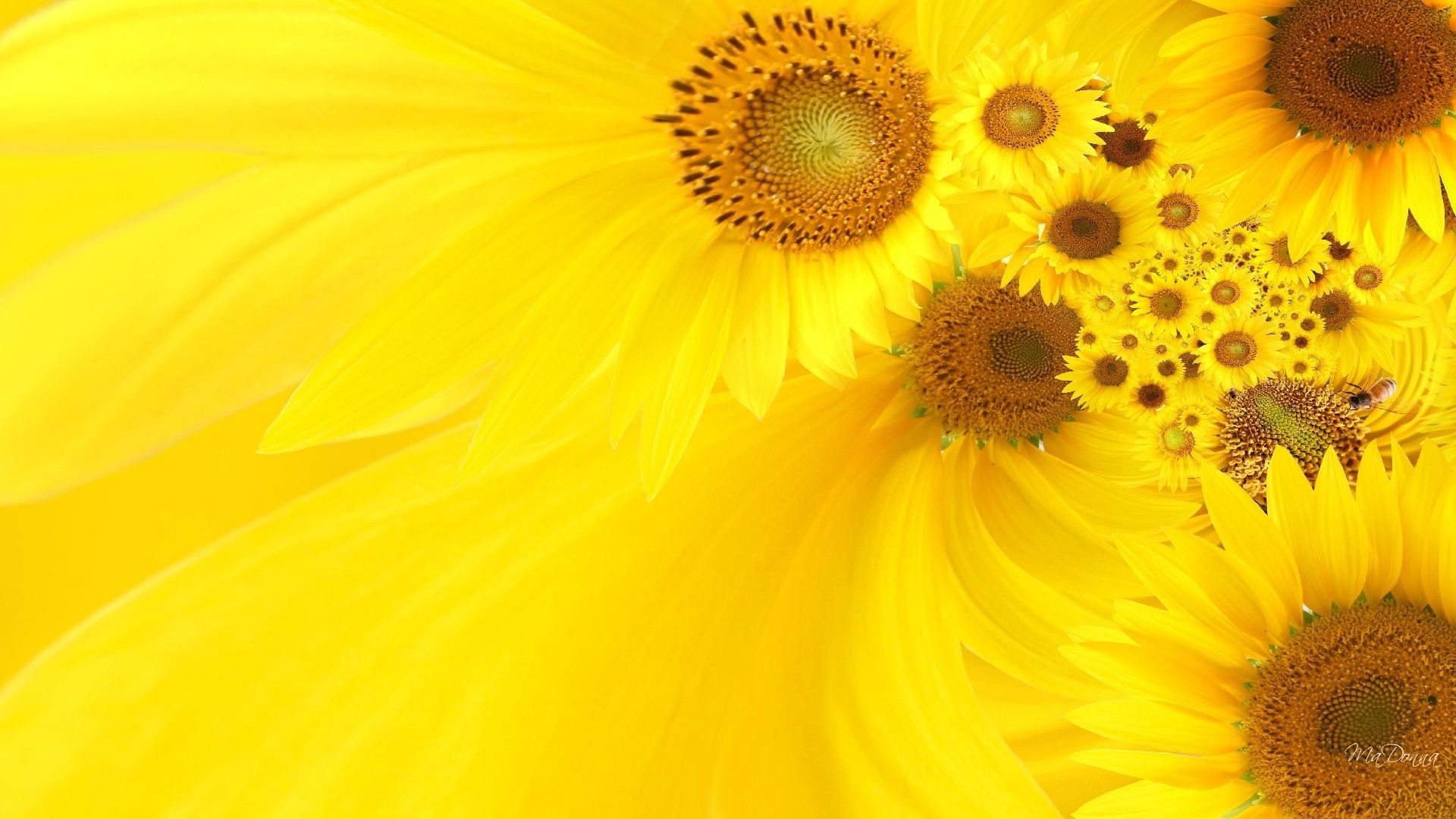 Girasoli gialli con ape, 1920x1080 1080p, Desktop