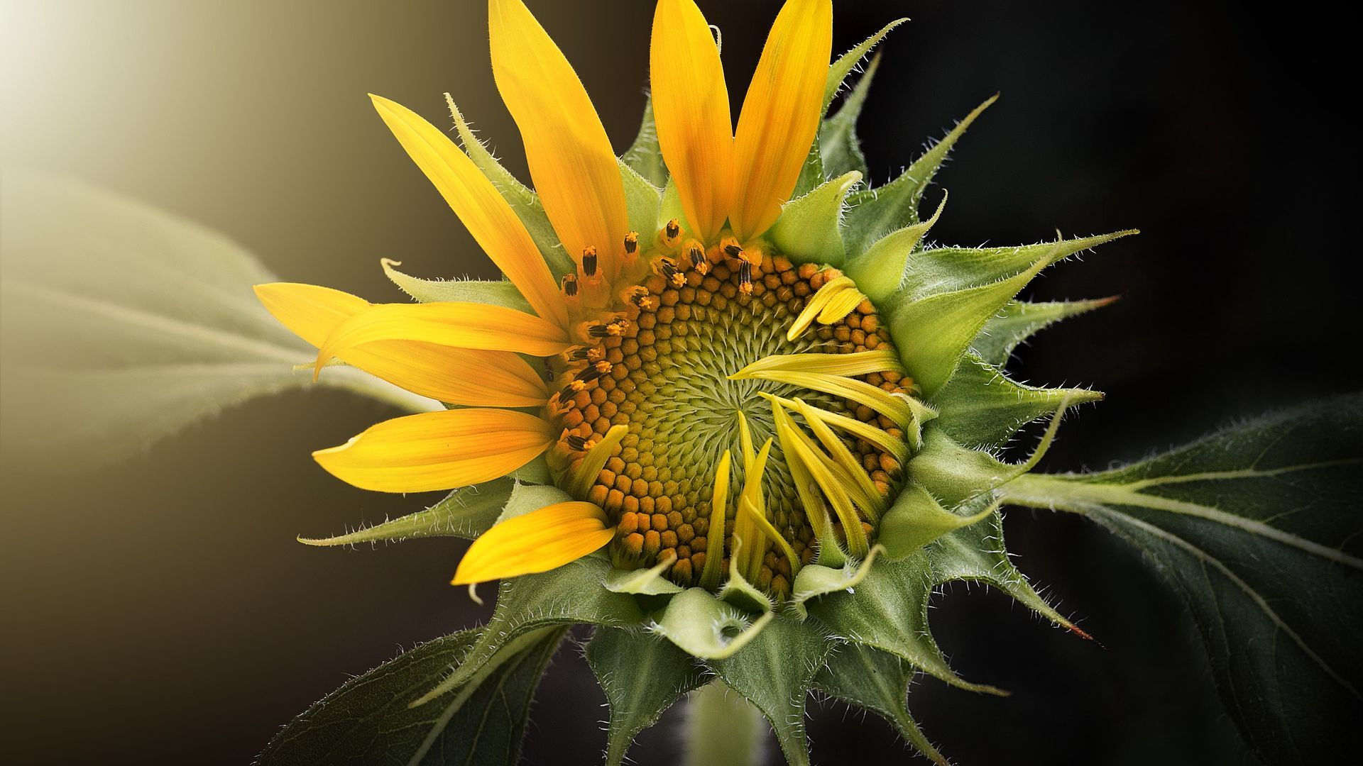 Girasolo giallo in fiore, 1920x1080 Full HD 1080p, Desktop