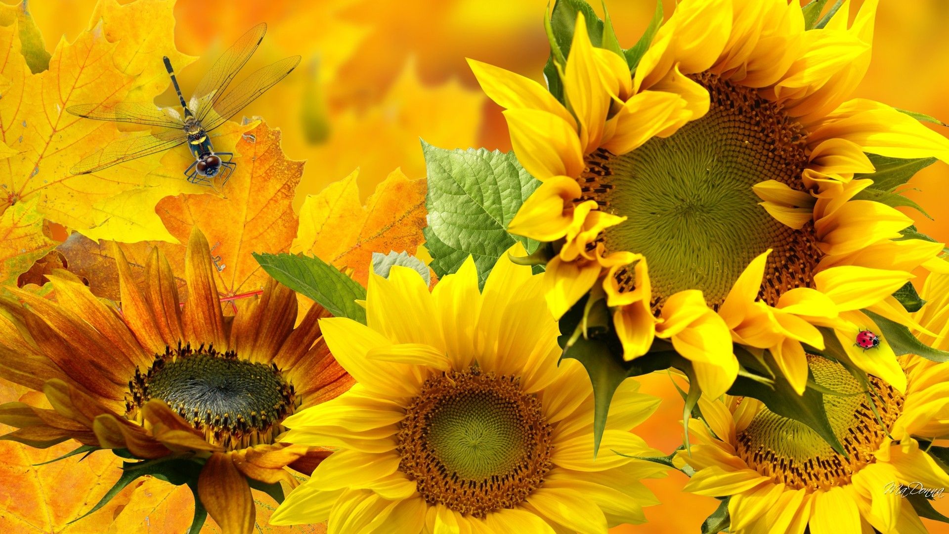 Girasoli con libellula autunnale, 1920x1080 1080p, Desktop