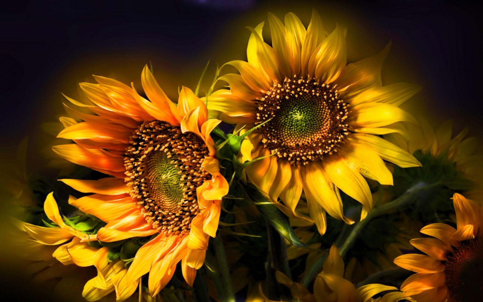 Girasoli dipinti sfondo scuro, 1920x1200 Full HD+ WUXGA, PC