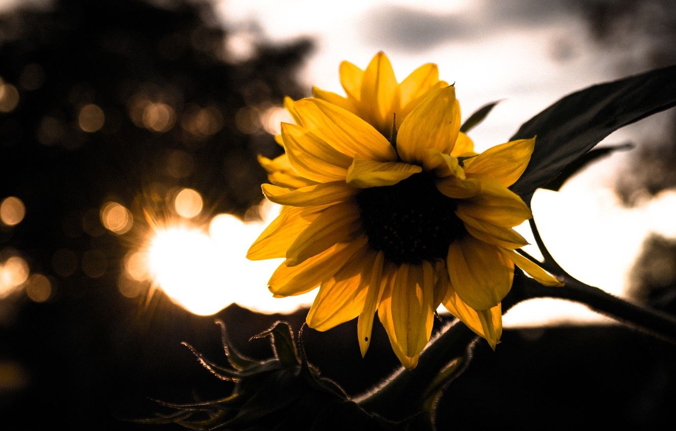 Girasole al tramonto, 1332x850 720p, Laptop