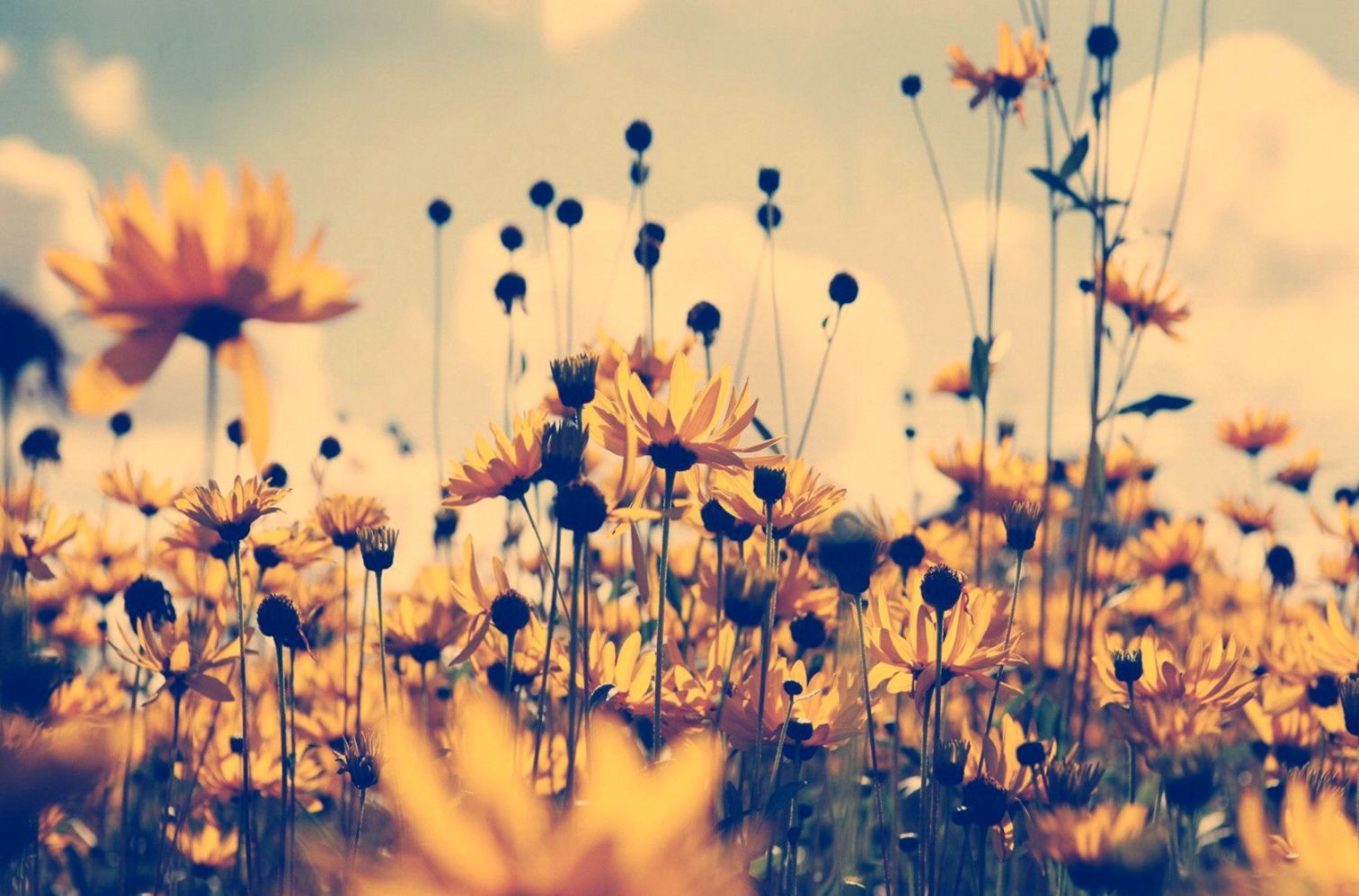 Girasoli vintage campo giallo, 1512x997 HD, Desktop