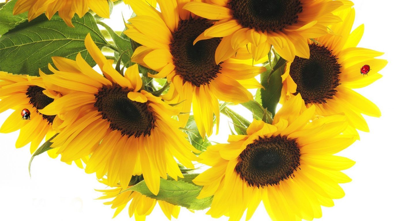Girasoli gialli con coccinelle, 1366x768 720p, Laptop