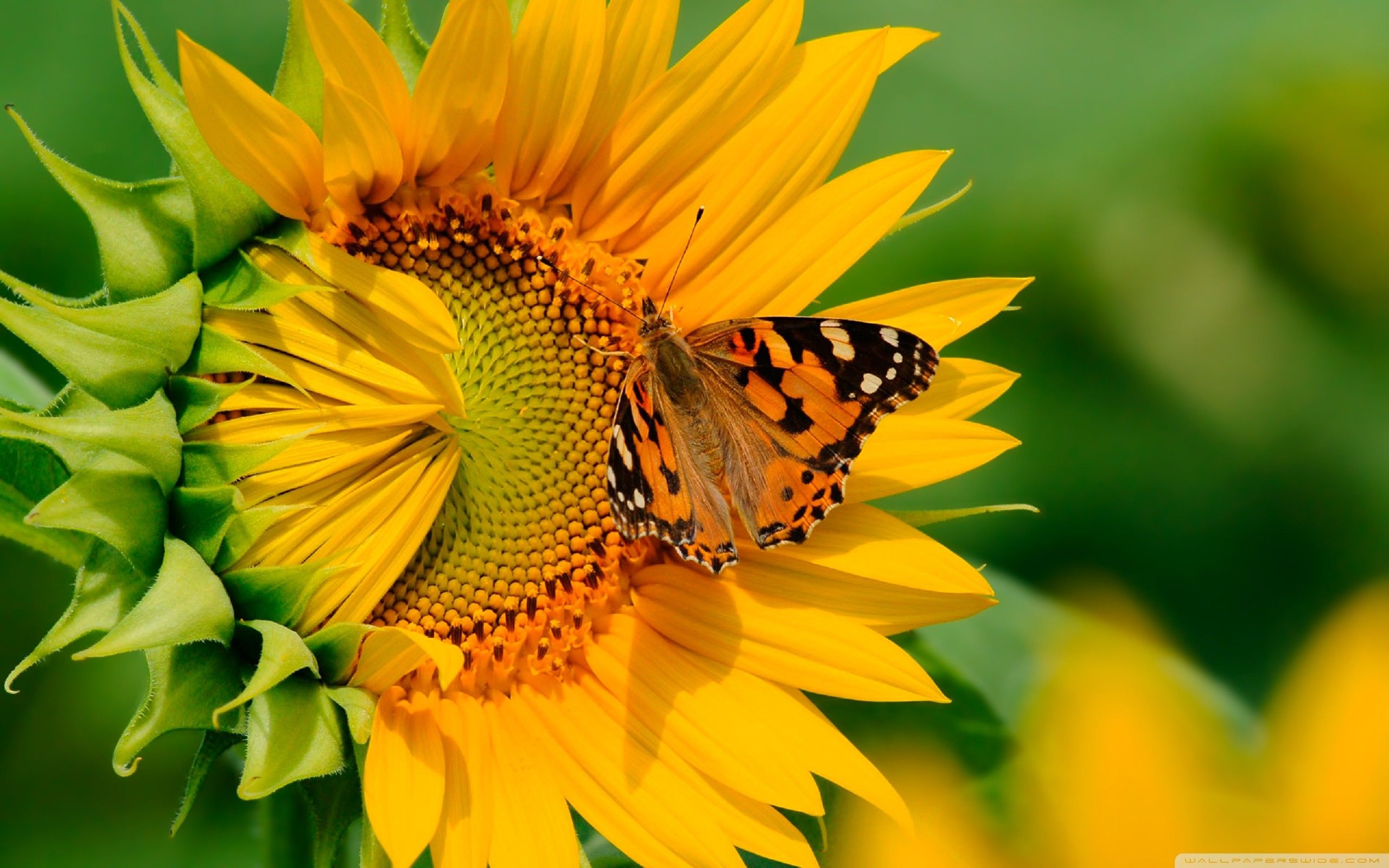 Farfalla su girasole giallo, 2560x1600 2K, Desktop