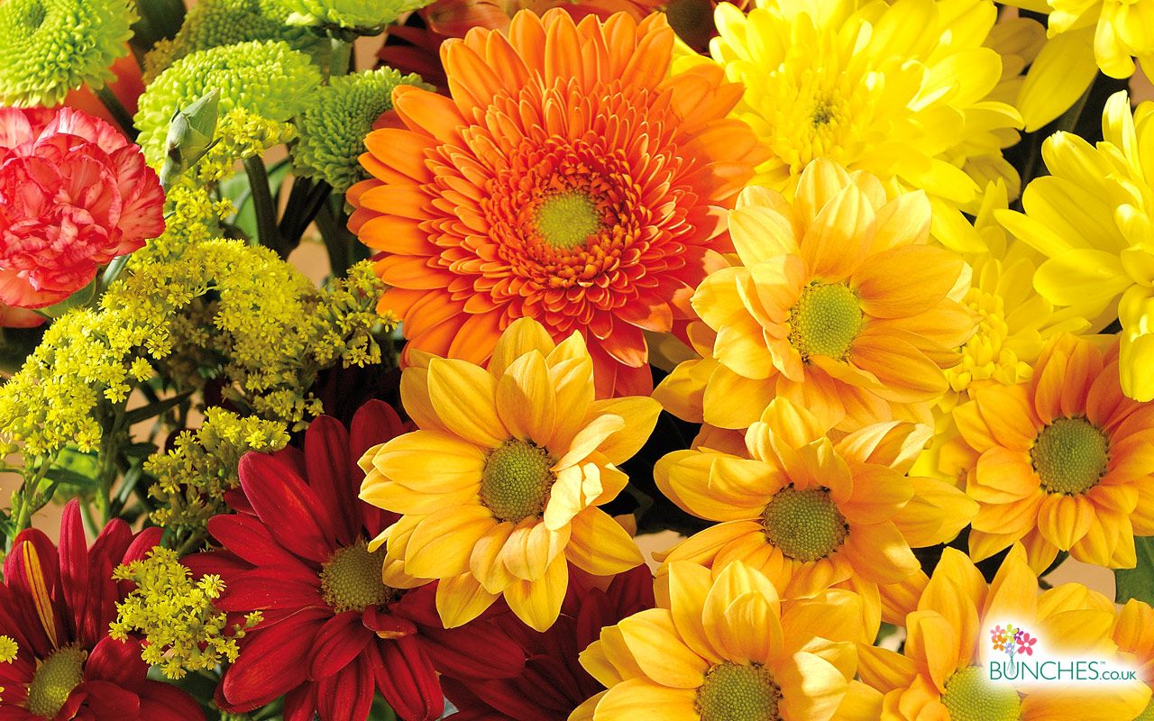 Fiori autunnali colorati crisantemi, 1280x800 720p, PC